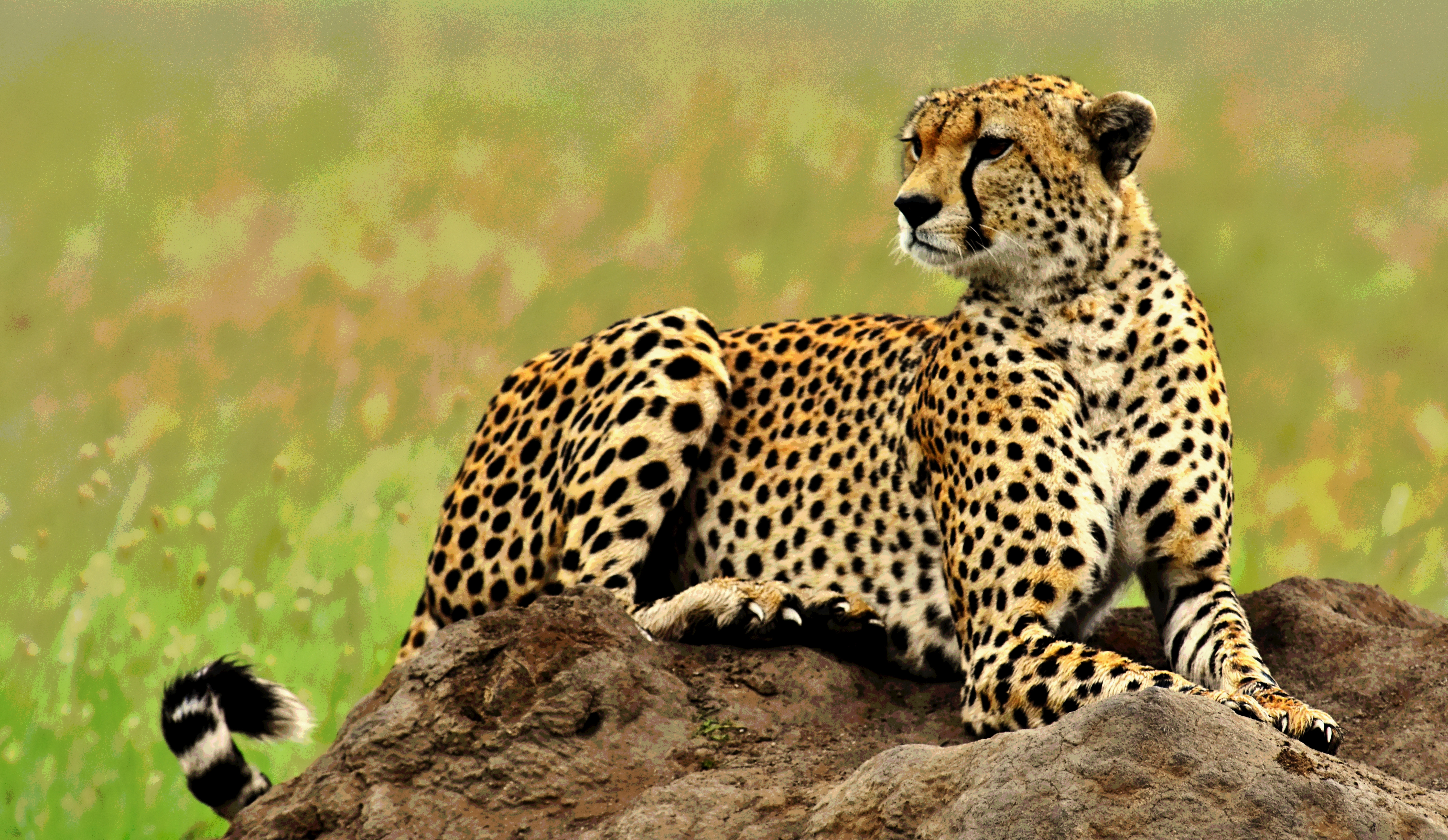 Africa Serengeti Tanzania 5658x3284