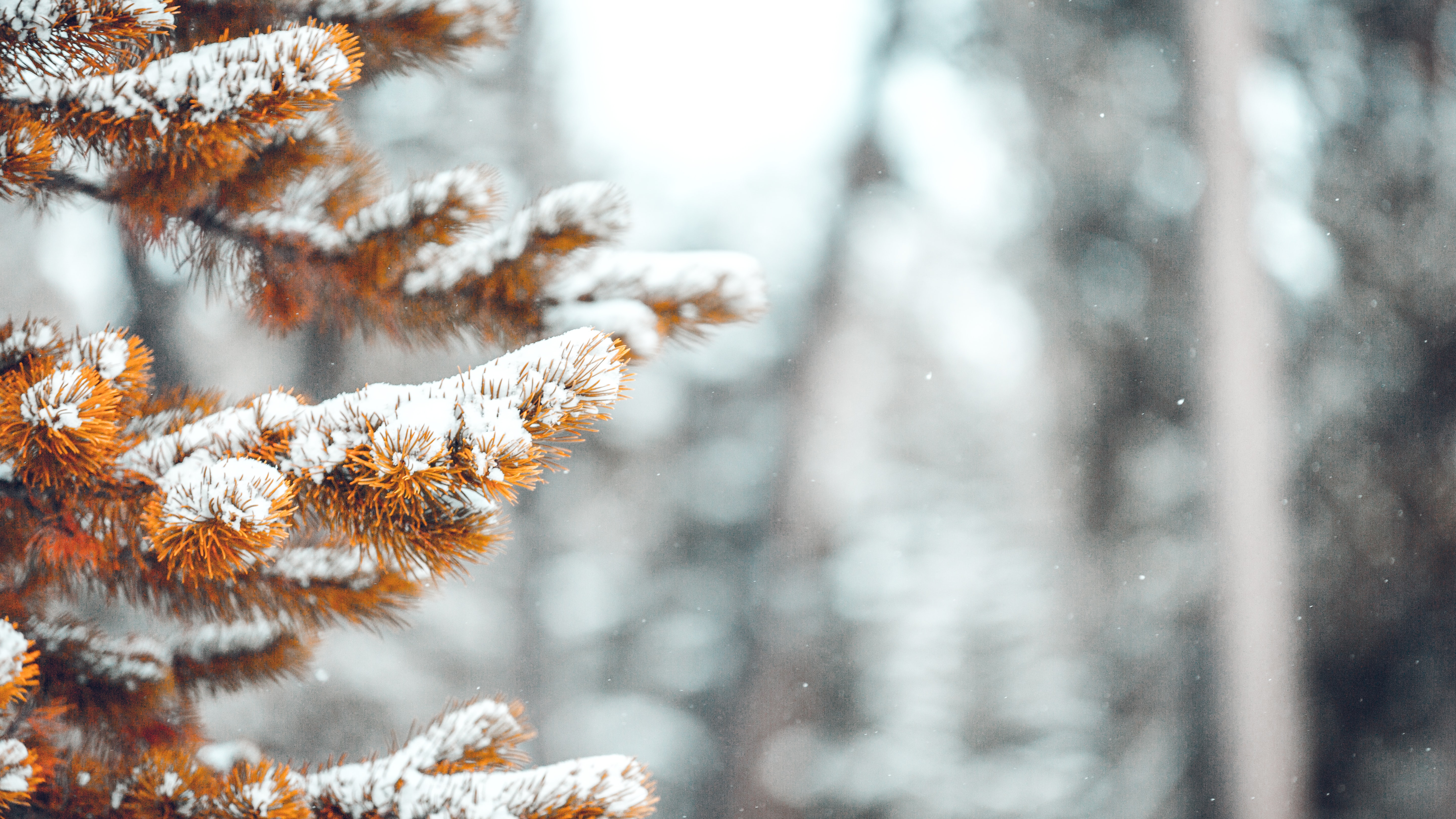 Winter Snow Nature Pine Trees Fall Depth Of Field 5760x3240