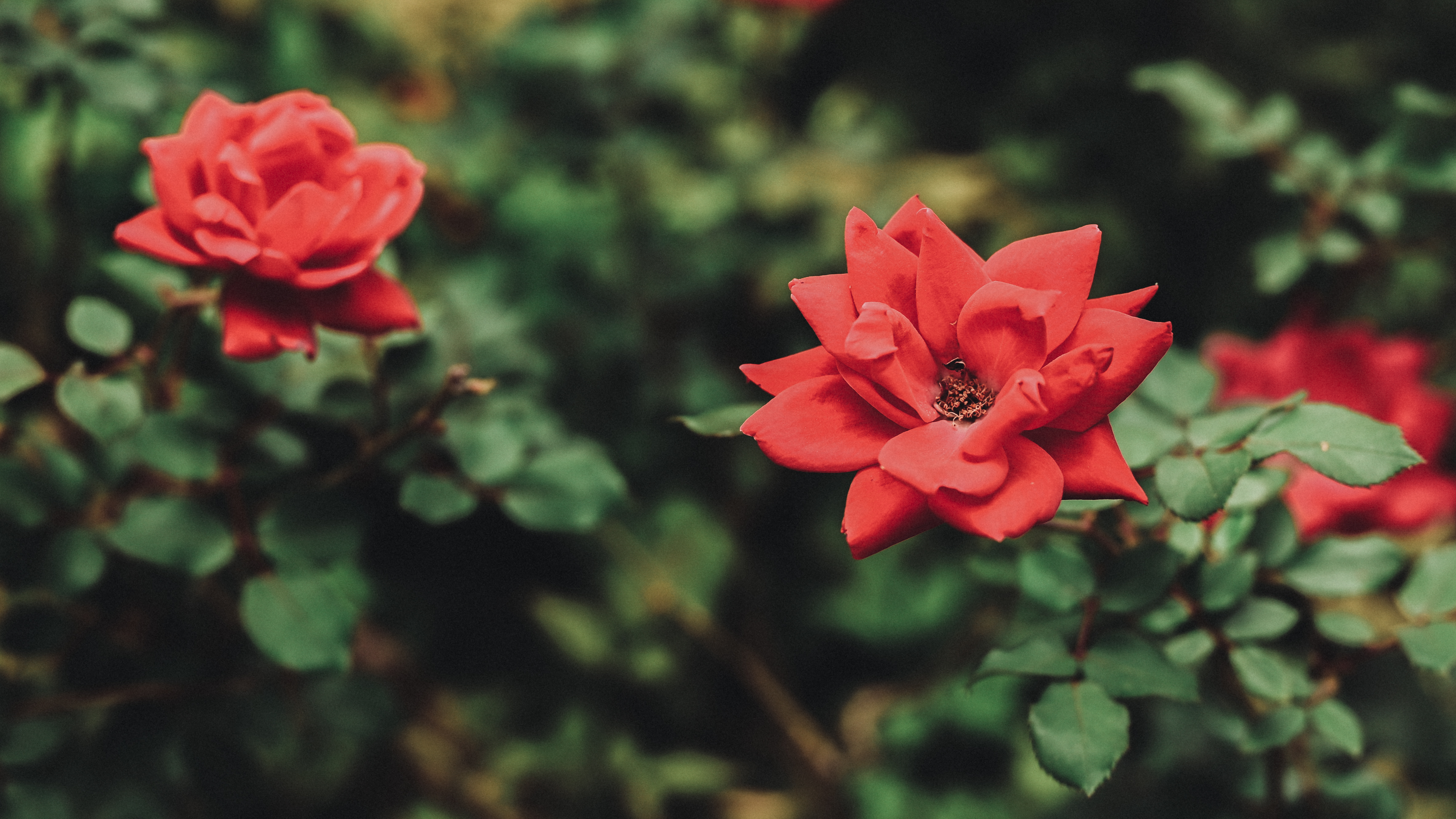 Rose Flowers Nature Red Flowers 50mm Outdoors Photography 4740x2666