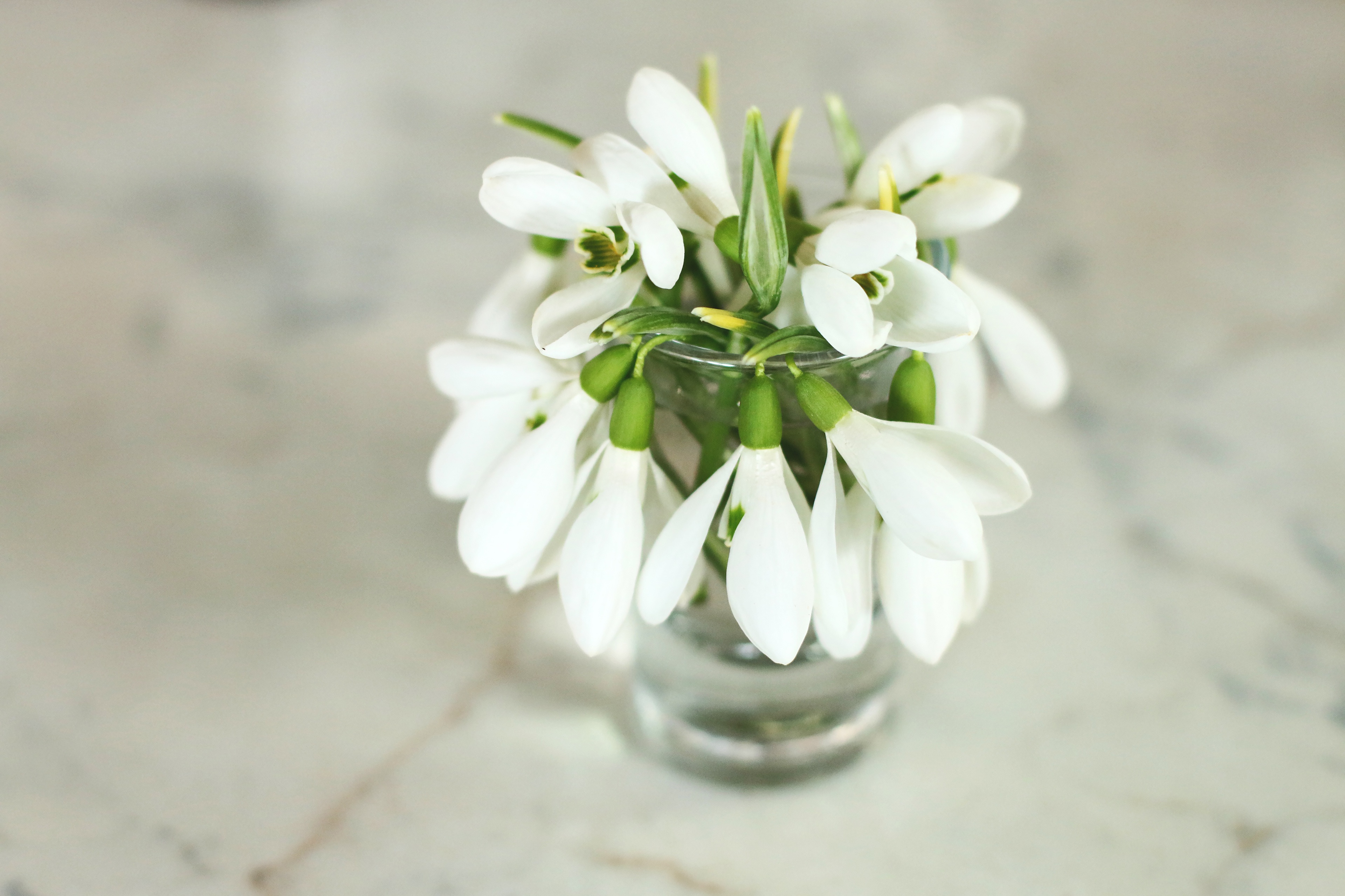 Bouquet White Flower Snowdrop 3840x2560