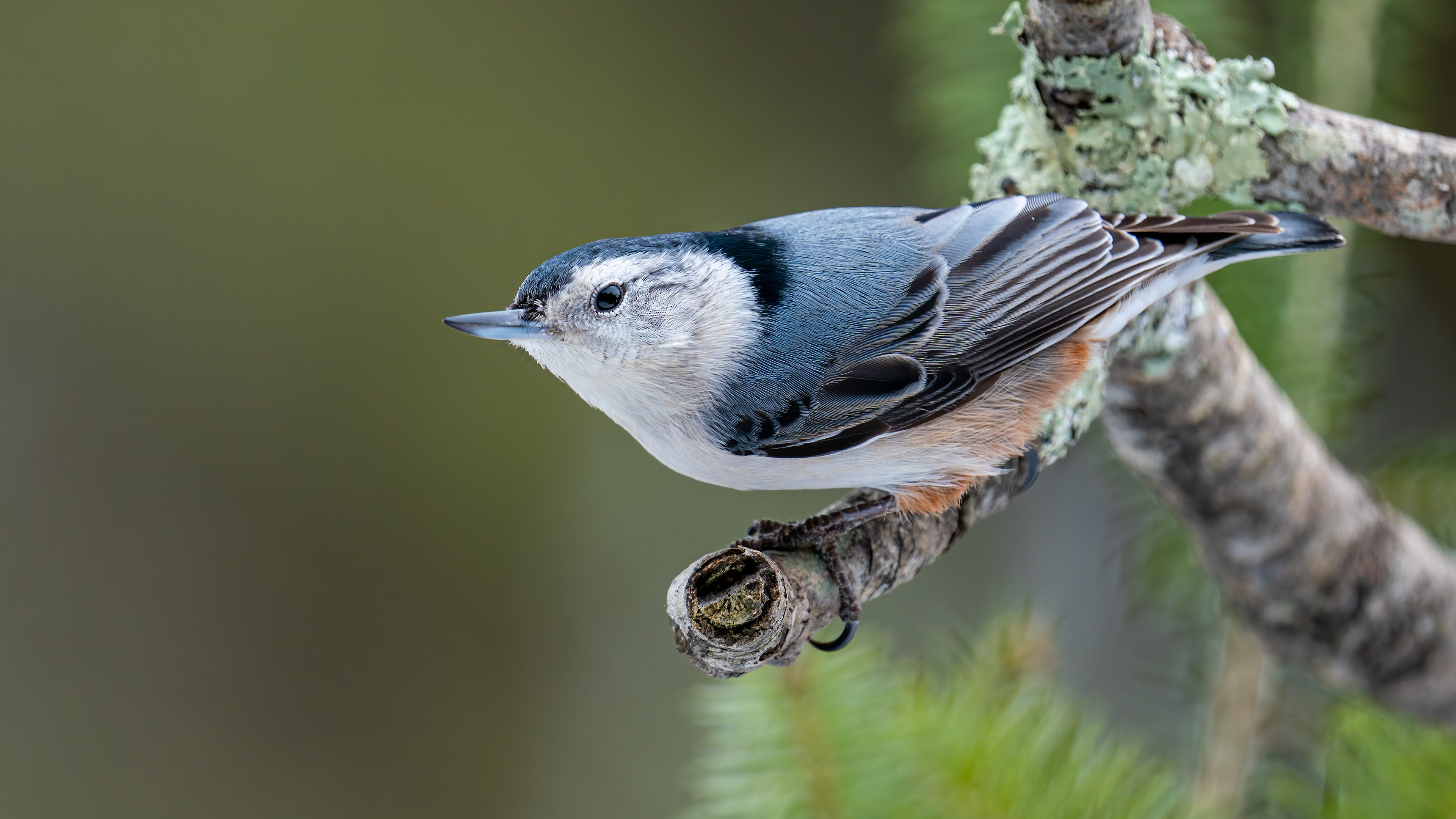 Nuthatch Nature Photography Blurry Background Depth Of Field Birds Animals 3840x2160