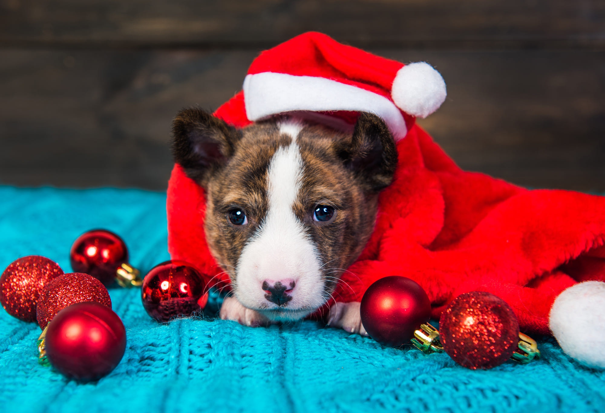 Christmas Puppy Santa Hat Bauble 2000x1367