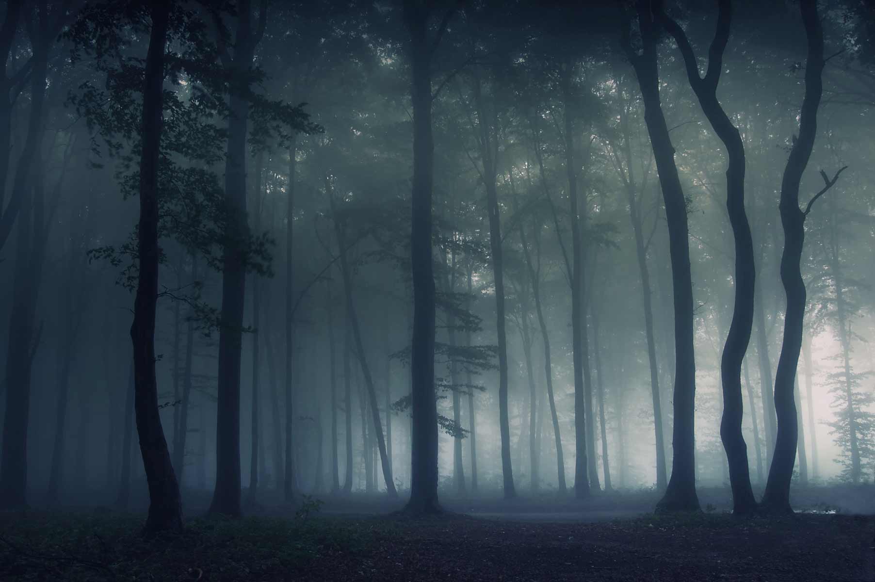 Nature Forest Mist Trees Dark Spooky Deep Forest 1804x1200