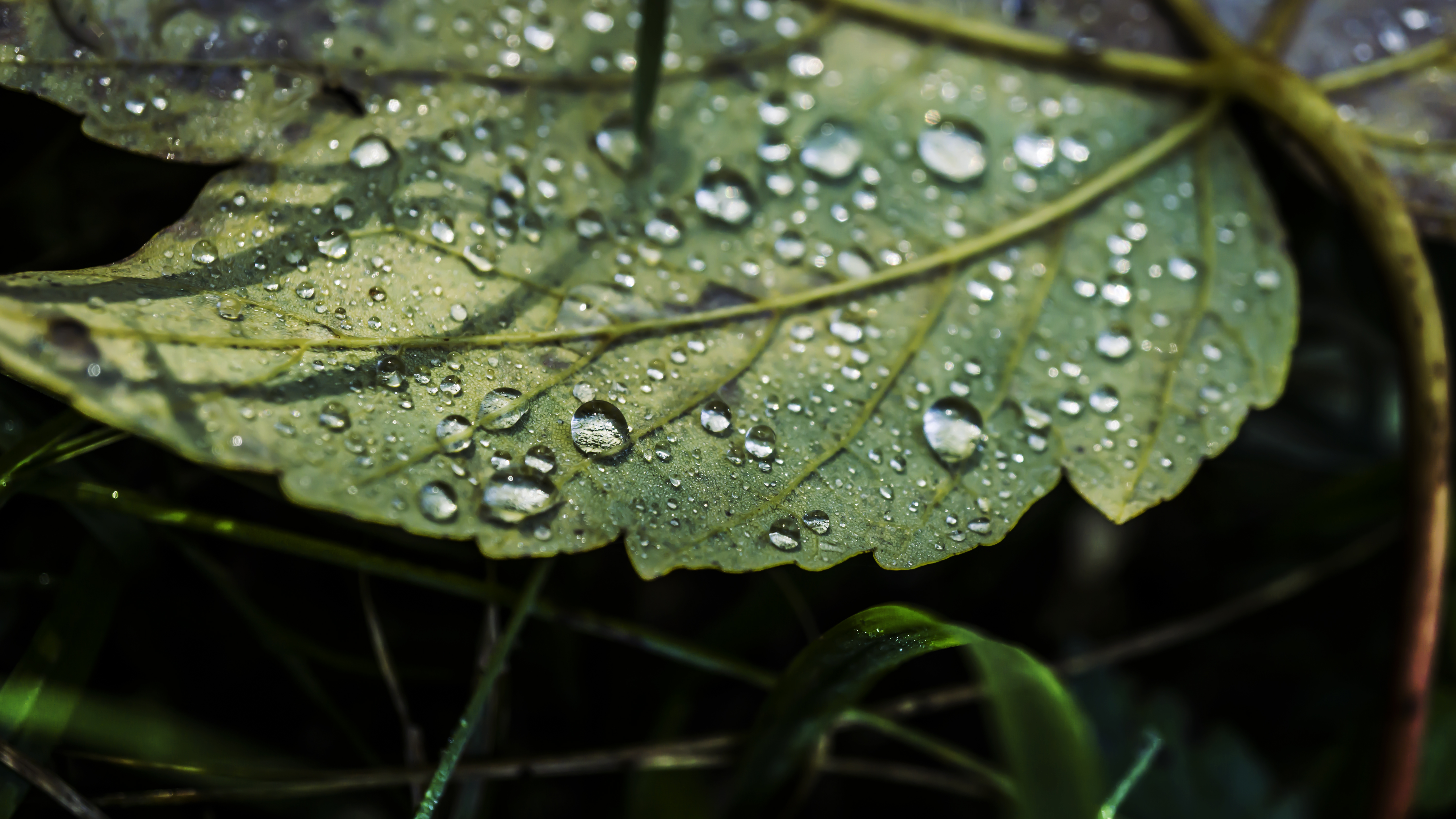 Nature Water Drops Leaves Macro Green Photography Closeup Bokeh 6000x3376