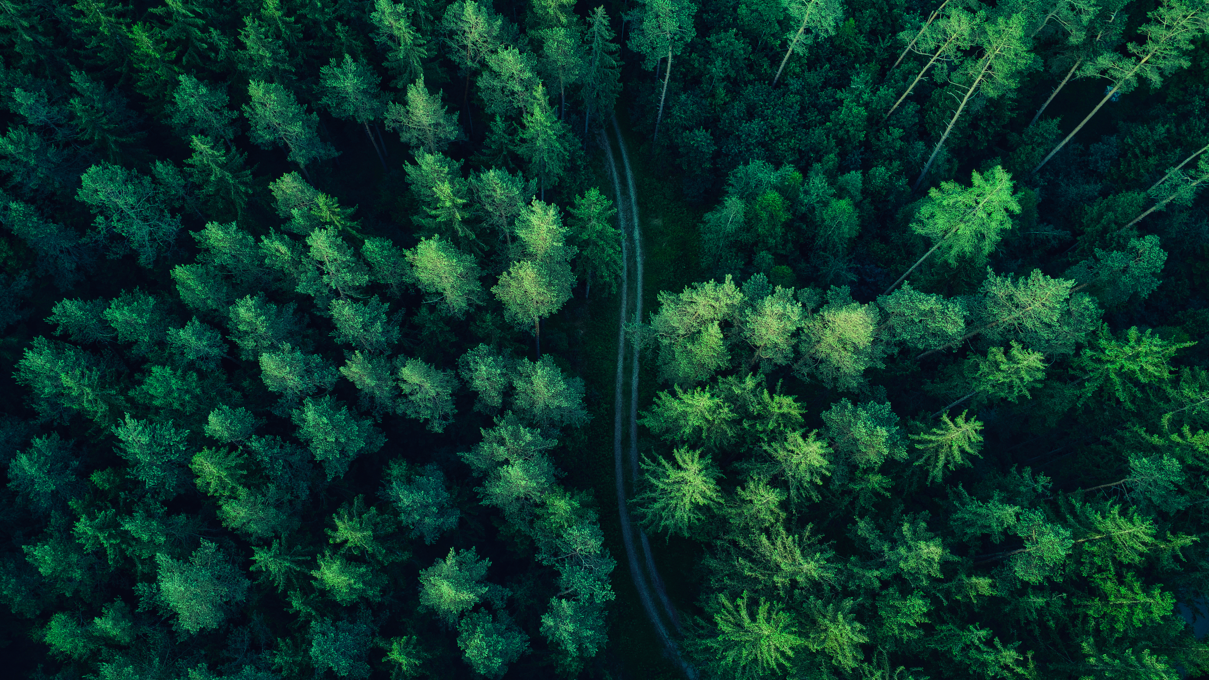 Forest Drone Photo Trees Wood Road Landscape 4000x2250