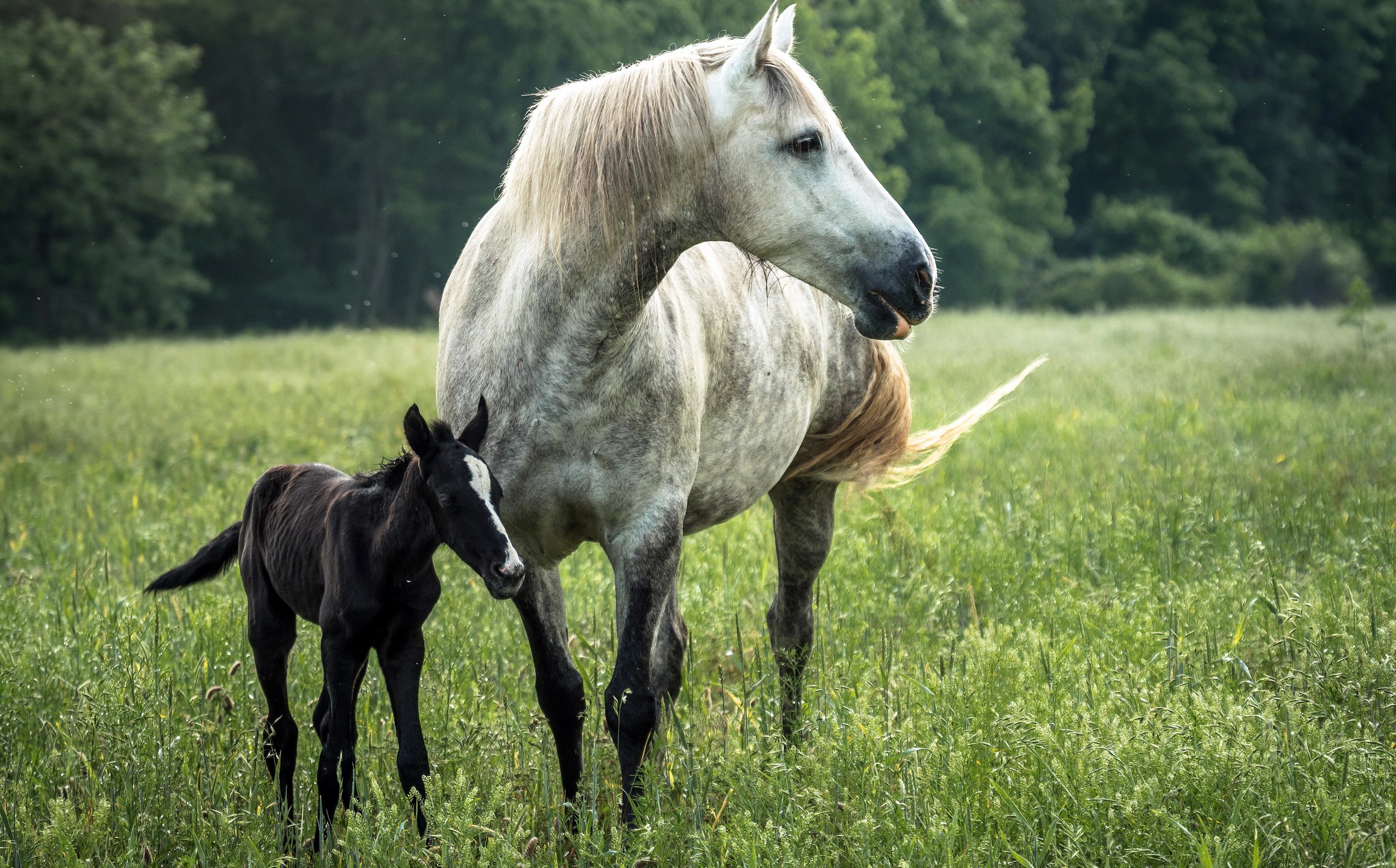 Baby Animal Foal 2048x1274