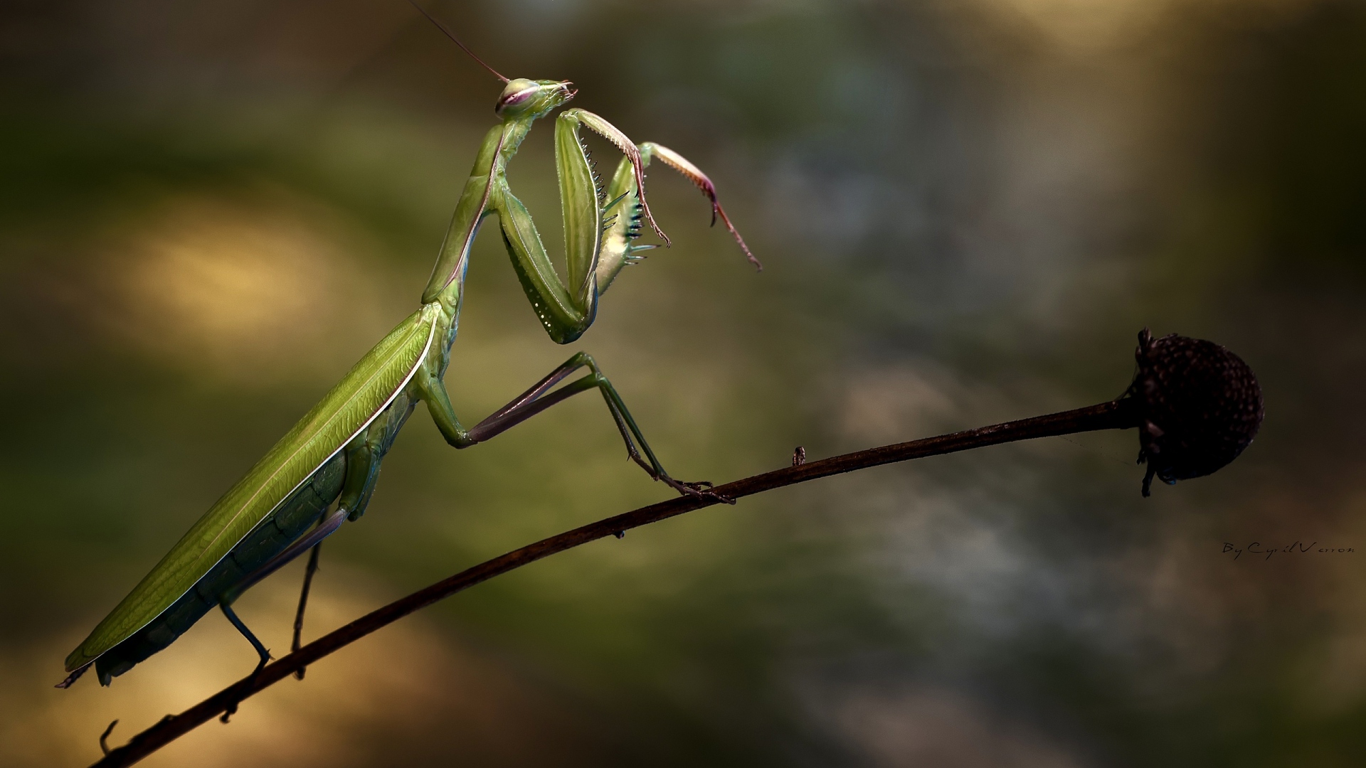 Colorful Photography Insect Nature Closeup Praying Mantis Blurred Blurry Background Simple Backgroun 1920x1080