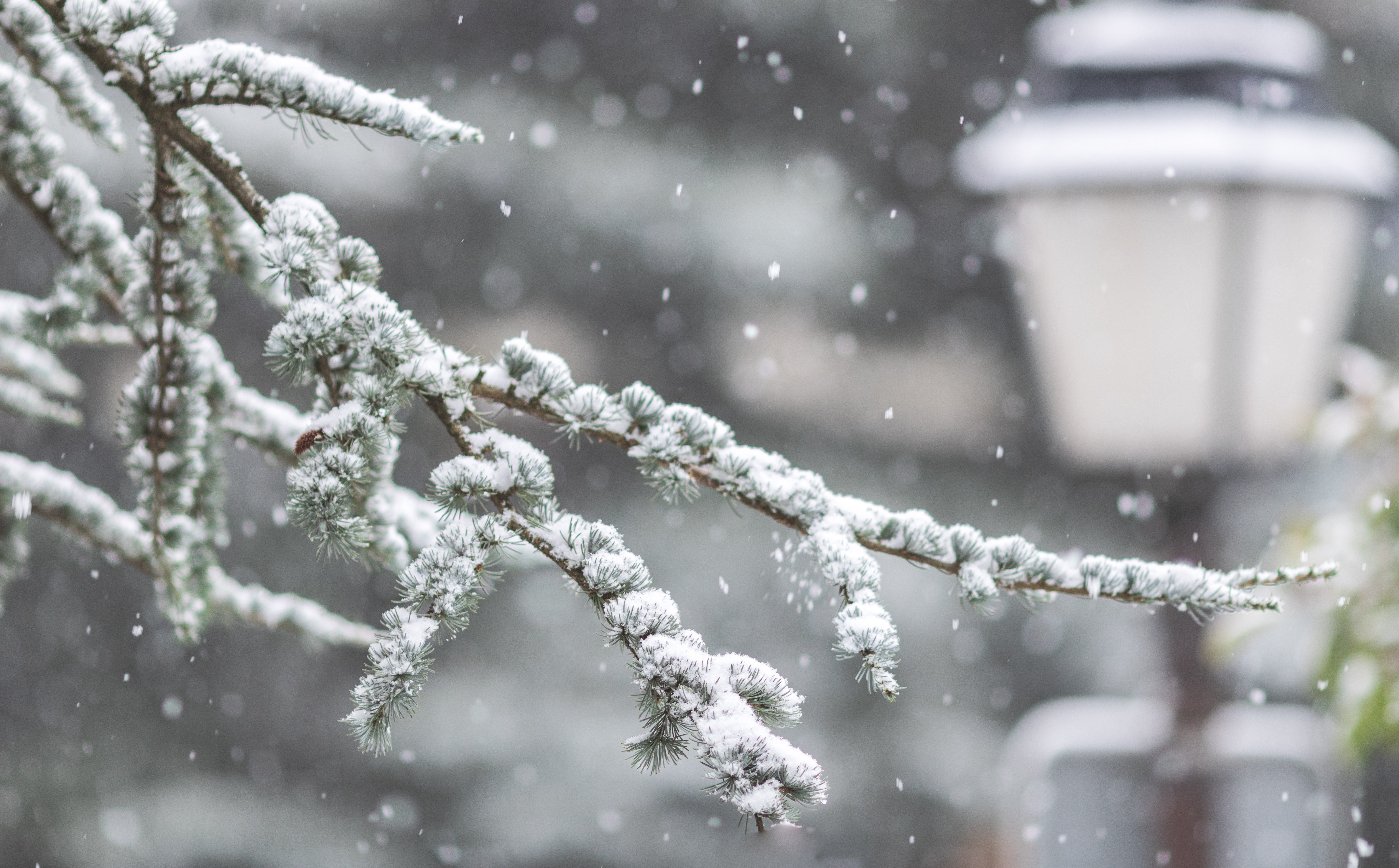 Winter Snow Cold Snowflakes Snowing Nature 5837x3623