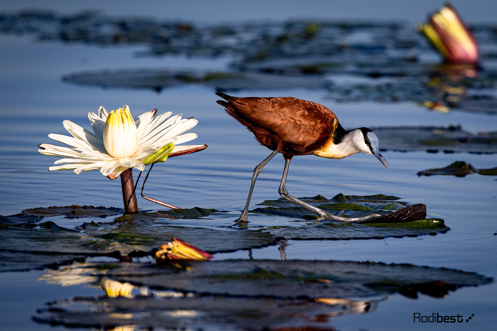 Rodi Almog Animals Birds Flowers Lake Water Lilies Beak Depth Of Field Petals Water 2048x1366
