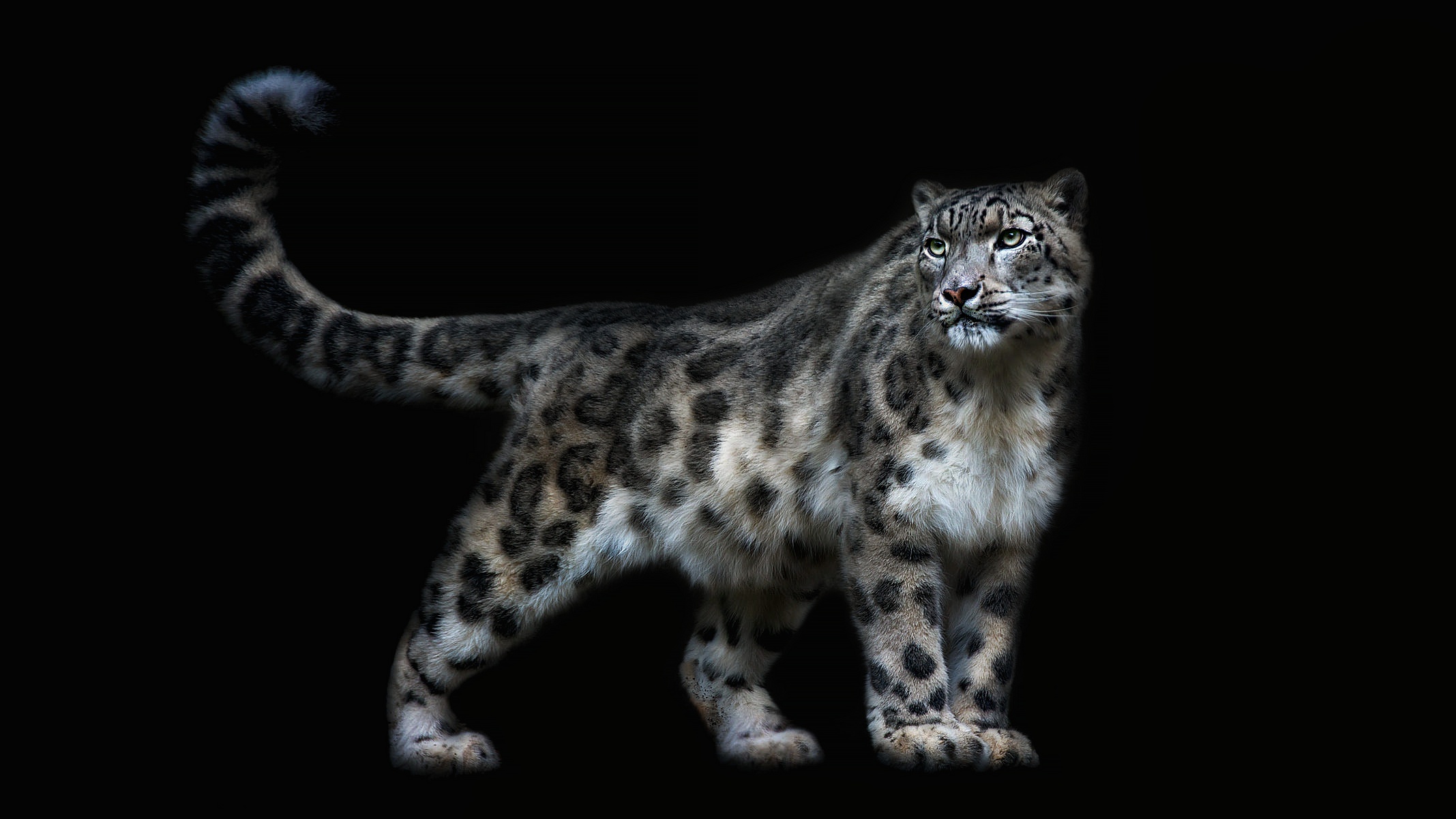 Animal Snow Leopard 2135x1201