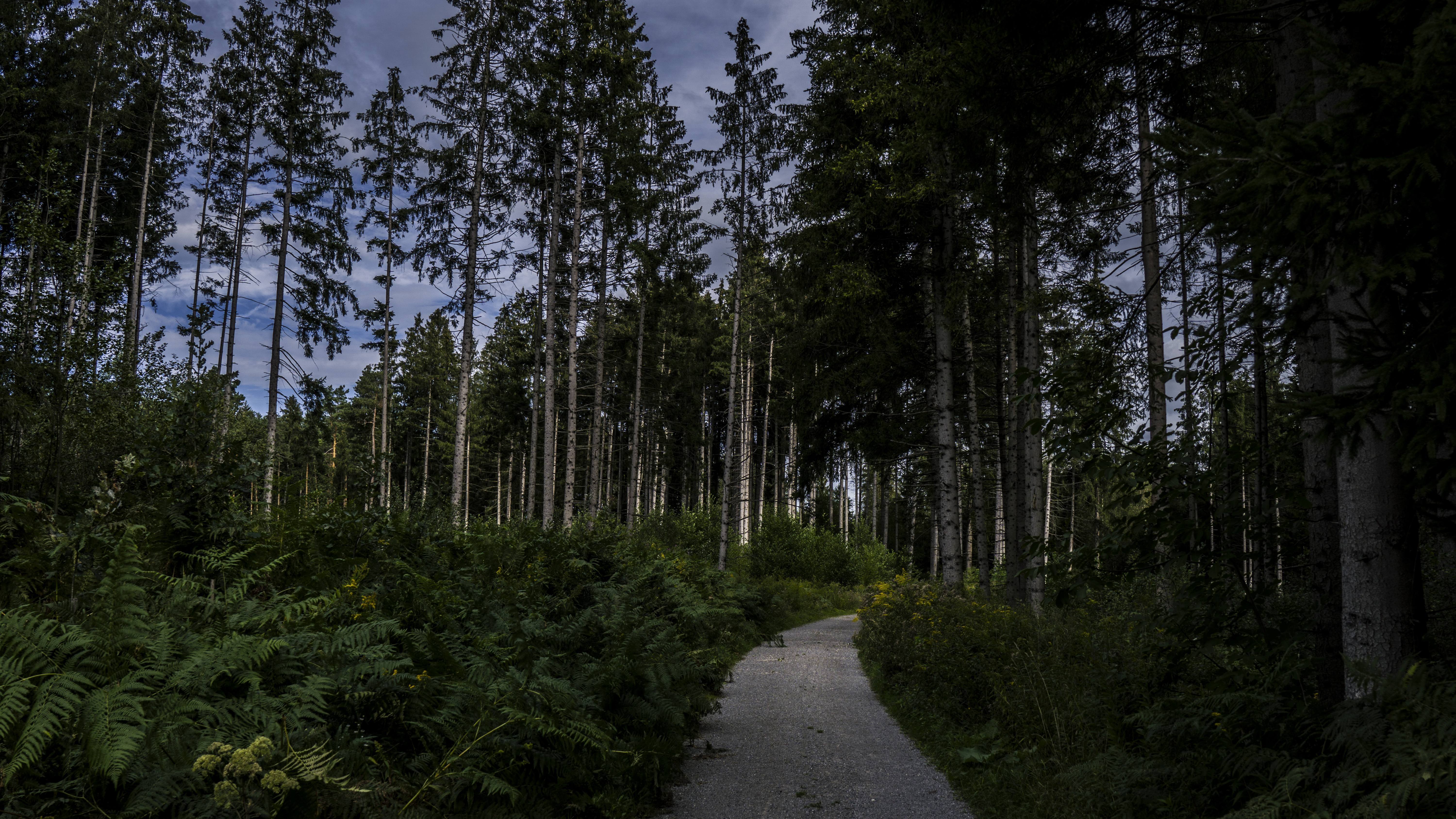 Trees Nature Road Outdoors Forest Grass Sky Wide Angle 6000x3376