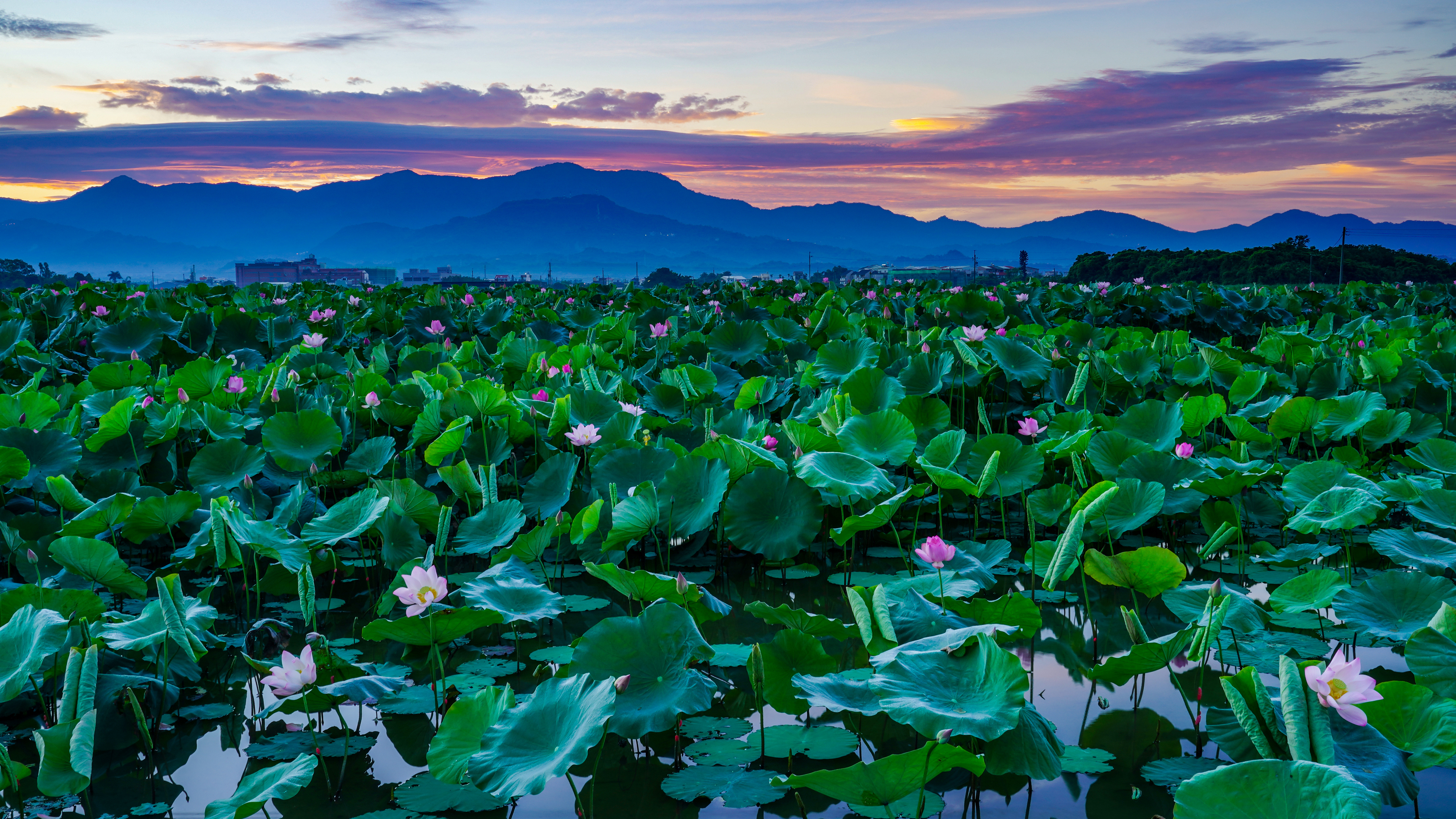 Lily Pads Sunset Landscape Nature Flowers Mountains Sunset Glow Clouds Water Reflection 3840x2160