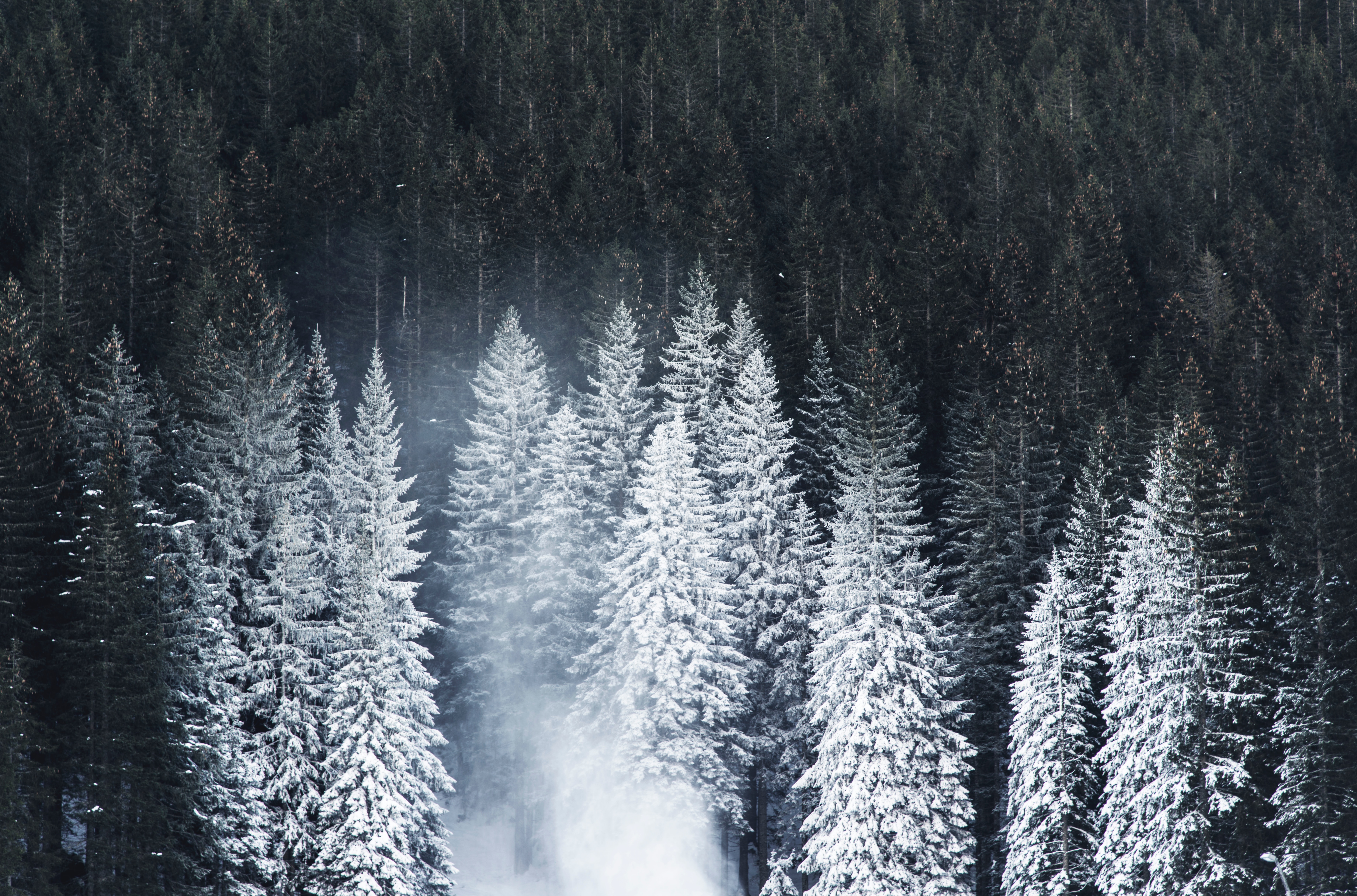 Nature Snow Snowing Forest Trees Landscape Pine Trees Photography Winter 7360x4860