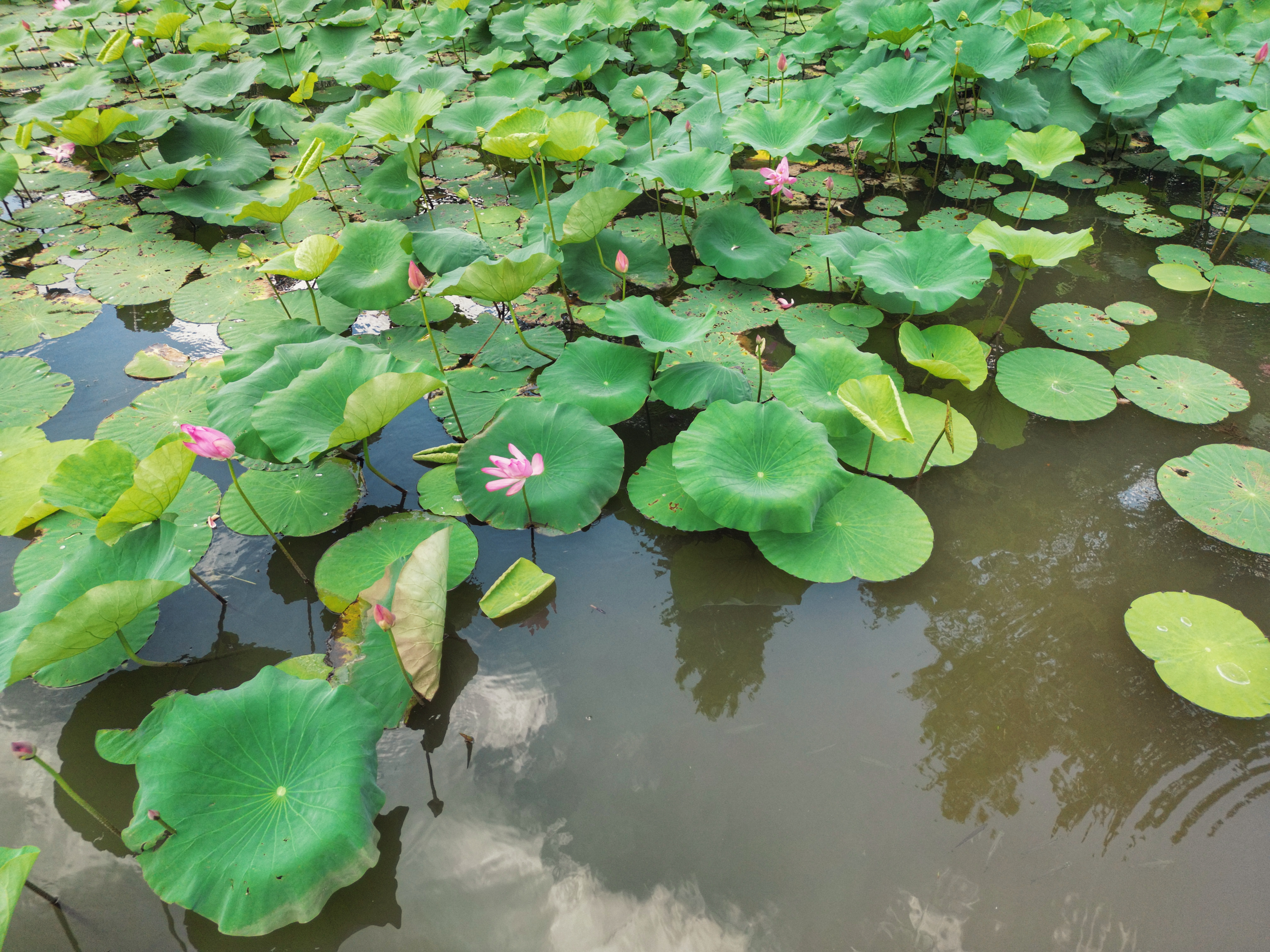 Landscape City Drone Photo Shanghai Lotus Water Water Lilies Reflection Flowers 5773x4330