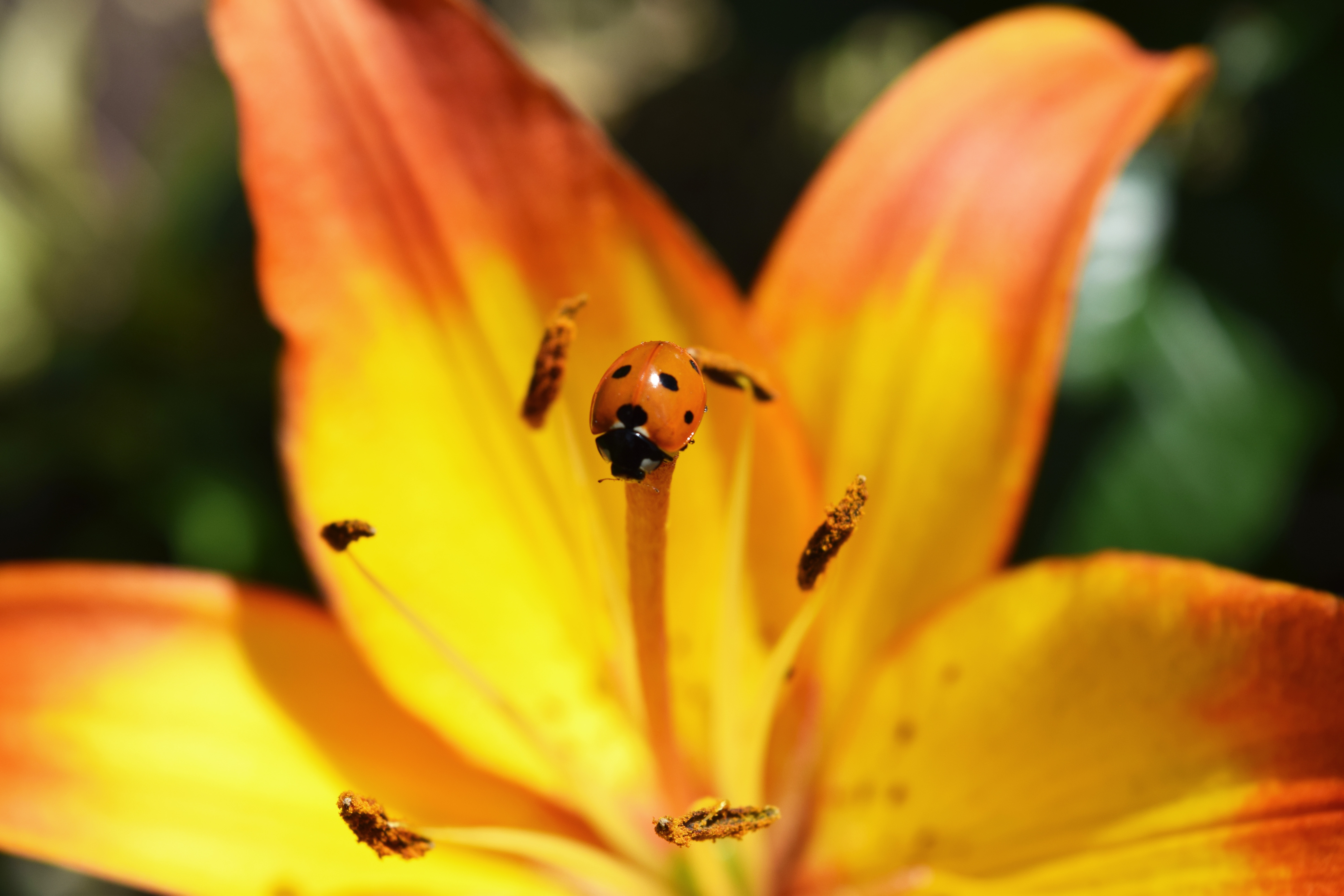 Animal Ladybug 6000x4000