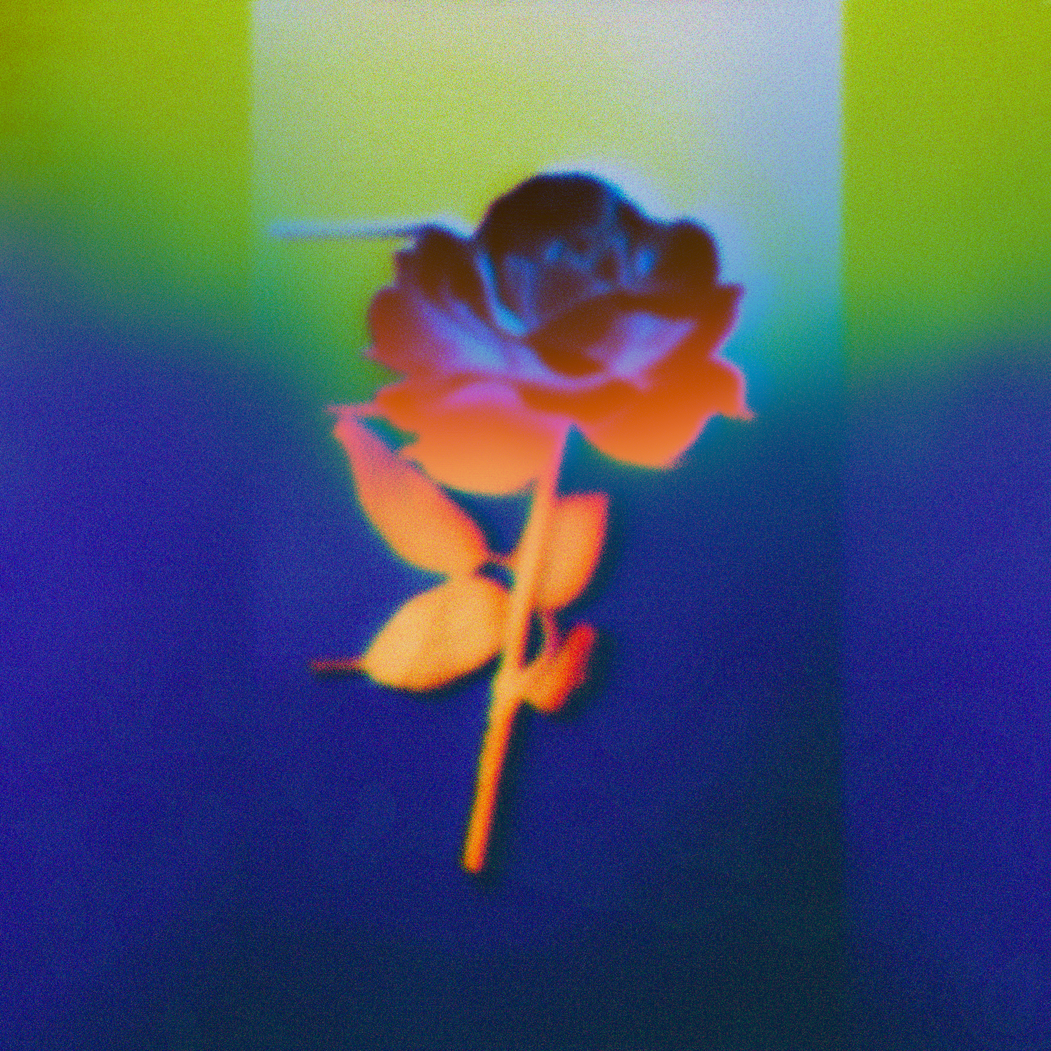 Flowers Negative Blurred Warm Colors Rose Purple Background Simple Background Minimalism 2048x2048