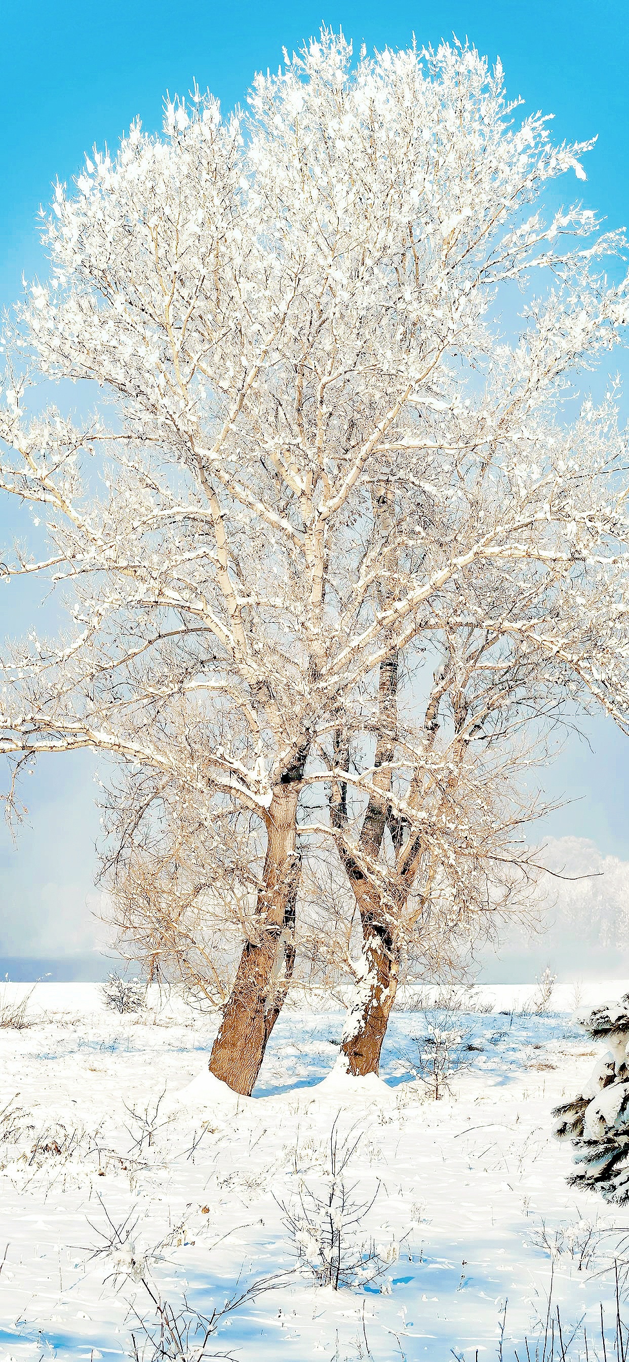 Nature Snow Cellphone Trees Vertical Winter 1242x2688