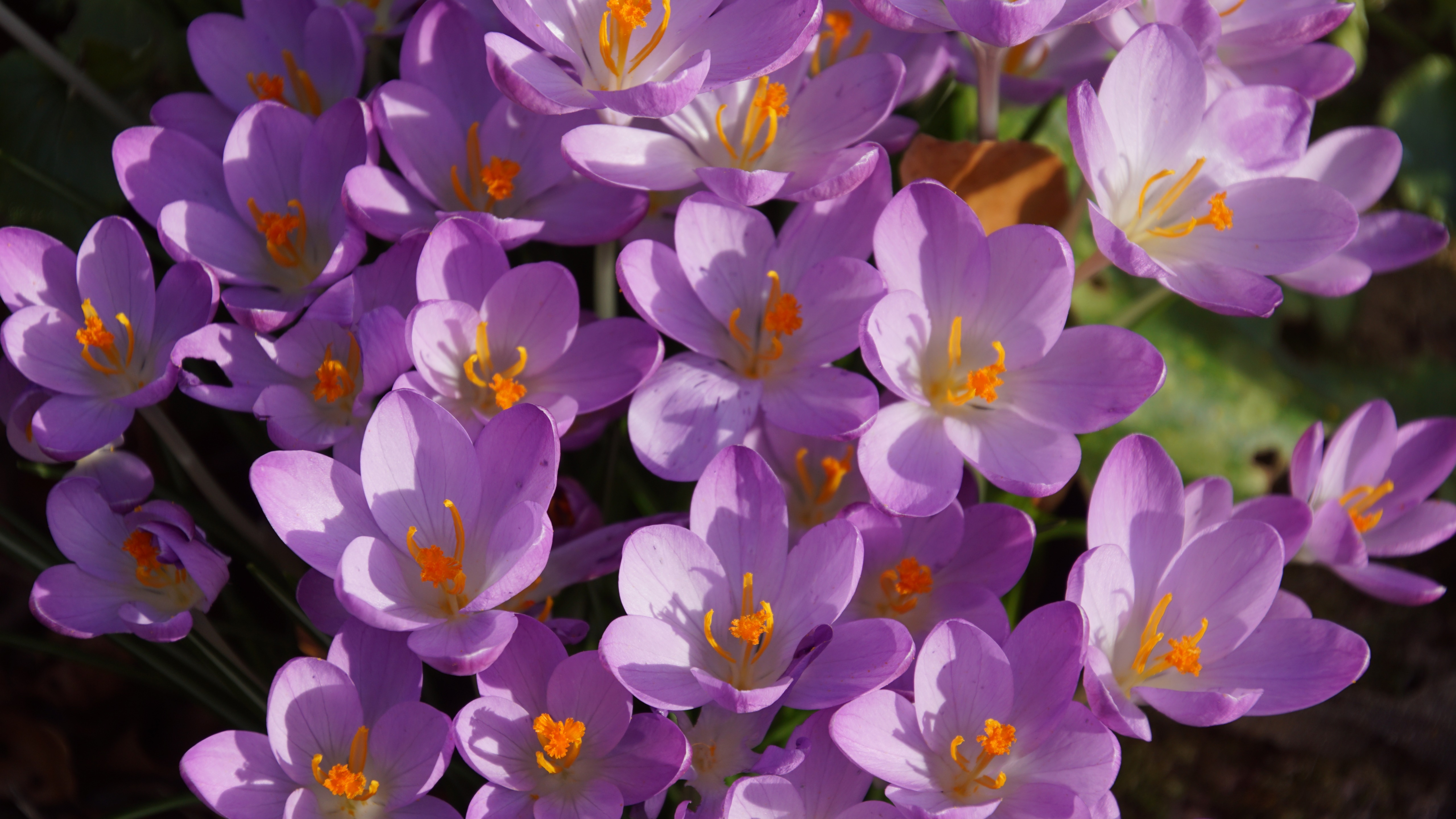 Flower Purple Flower 5120x2880
