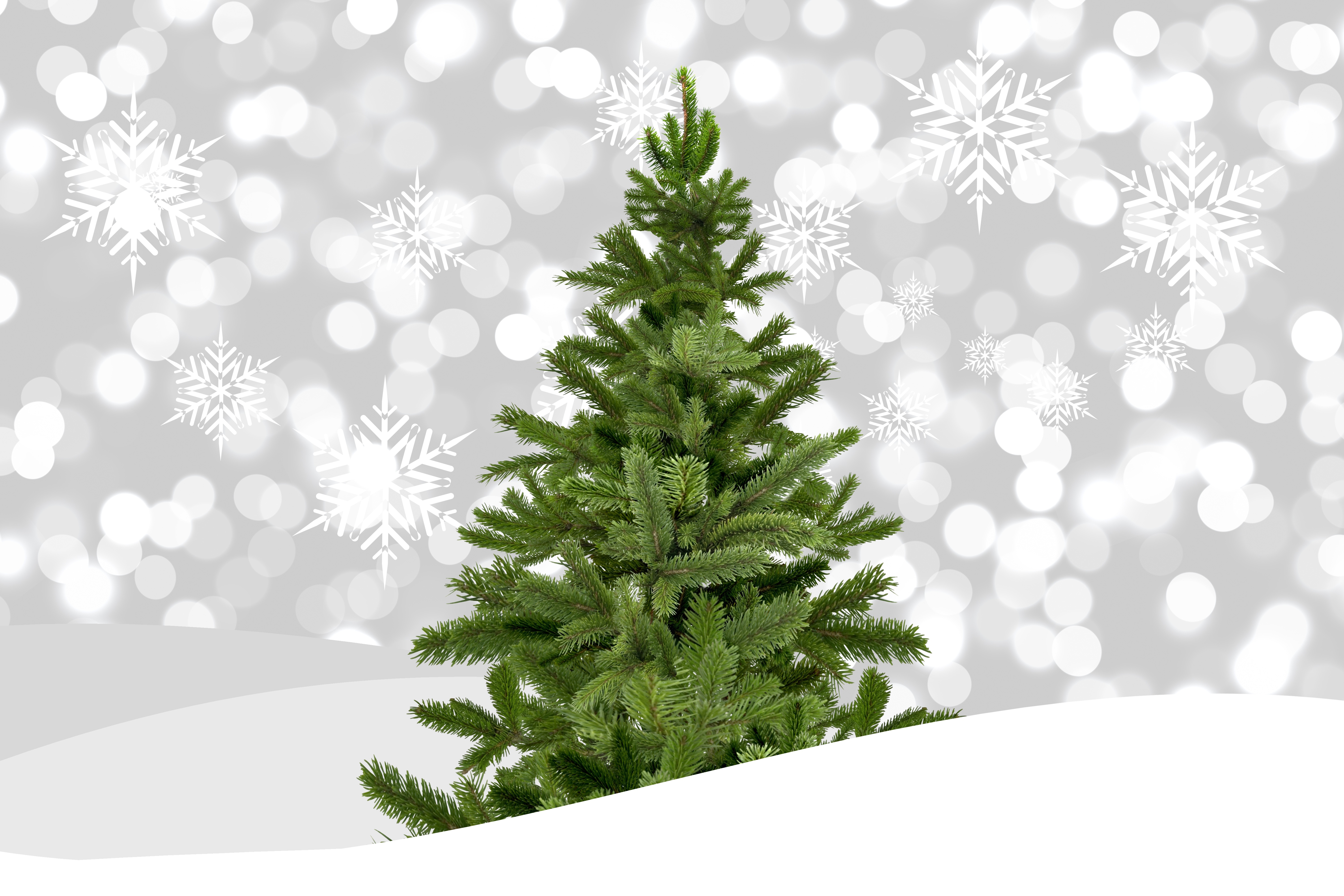 Christmas Tree Snowflake 6000x4000