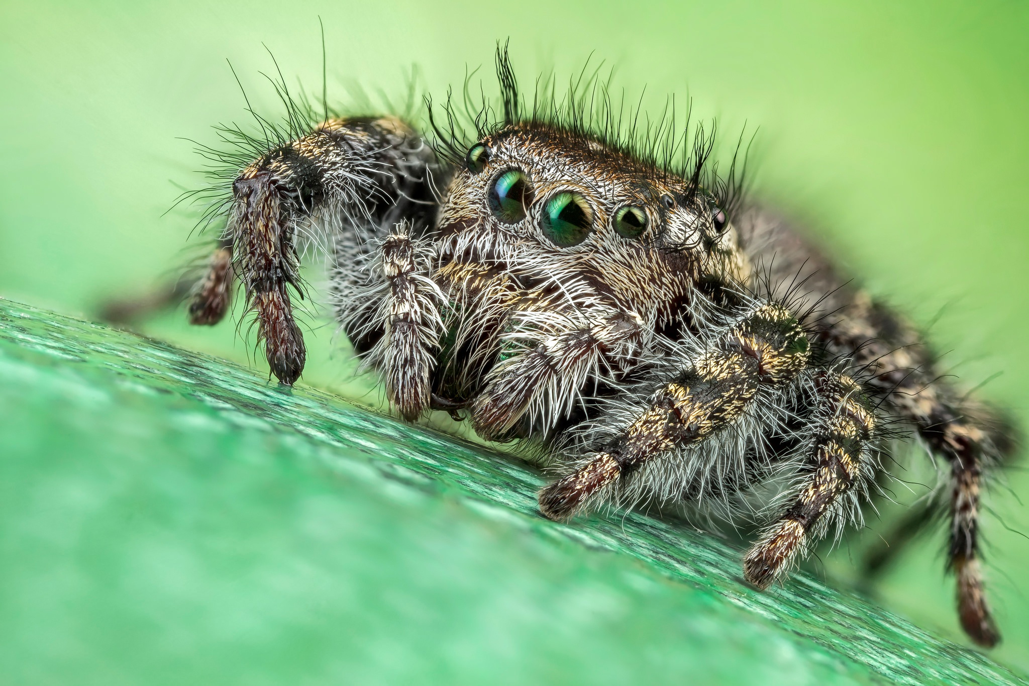 Macro Arachnid Spider 2048x1365
