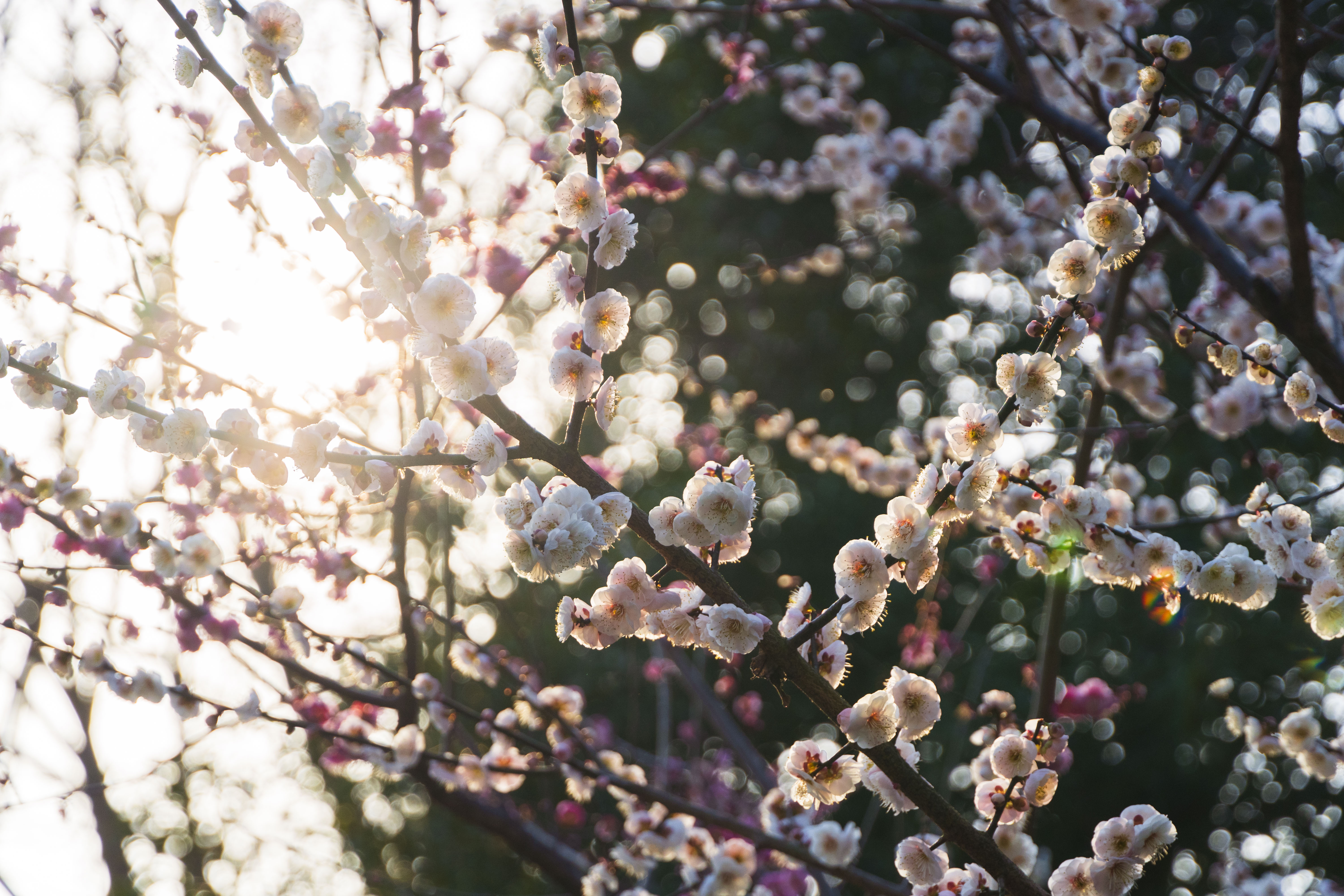 Spring Peach Blossom Sunlight Flowers Nature Branch 6000x4000