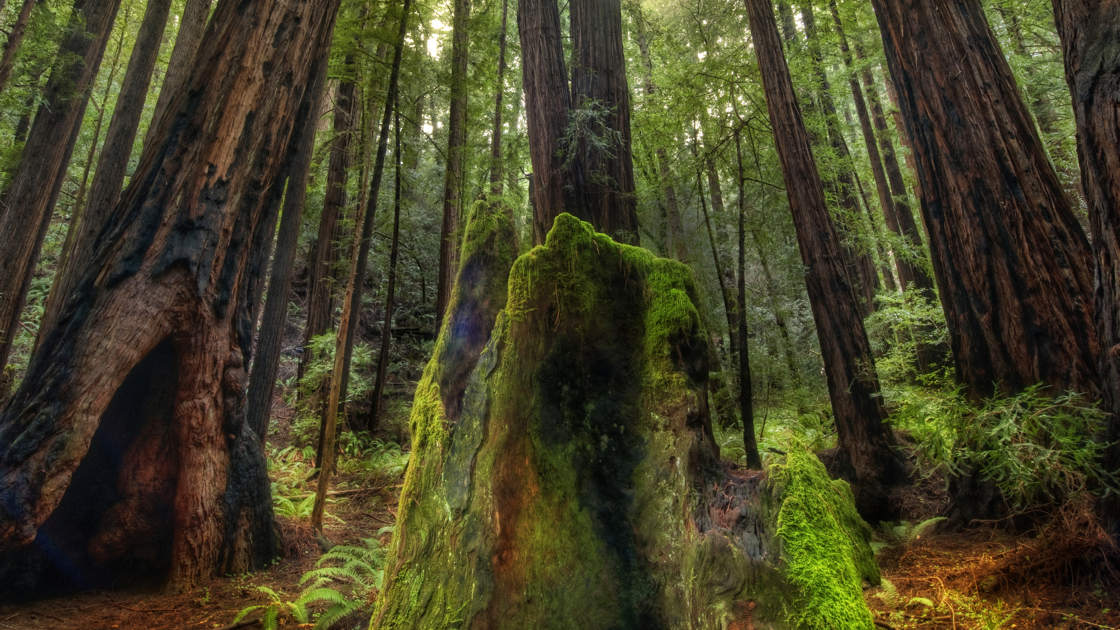 Trey Ratcliff Photography Nature Wood Forest Trees 3840x2160
