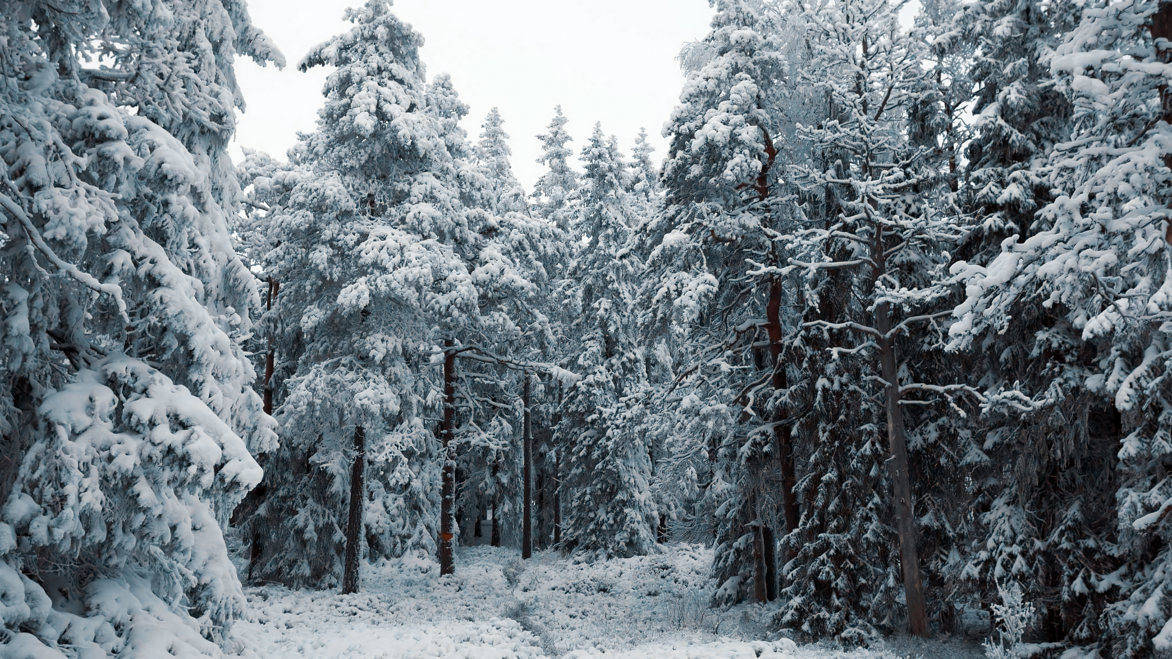 Sweden North Snow Pine Trees HDR Winter Cold Nature 3840x2160