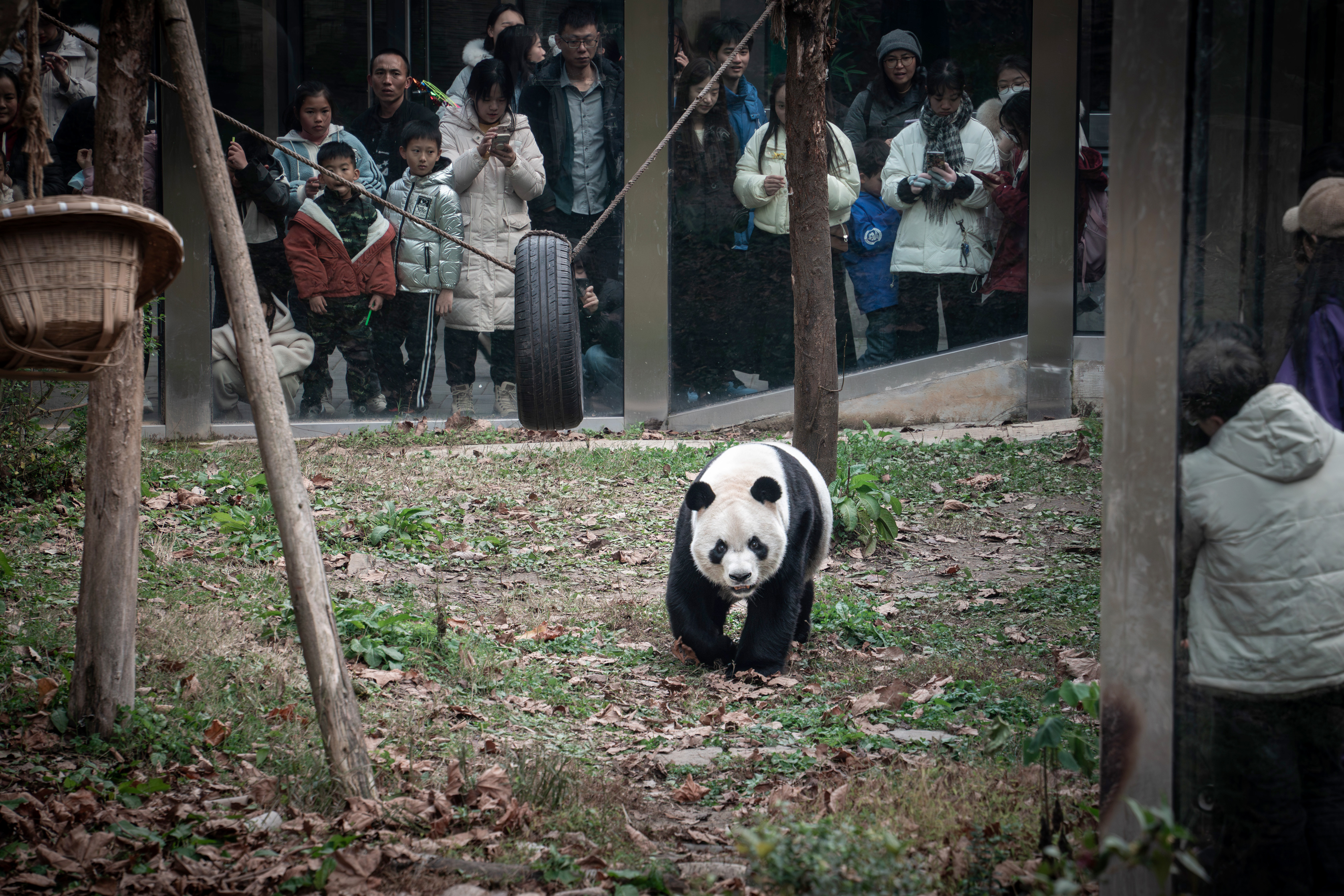 Animals Panda Zoo People Grass China 3354x2236