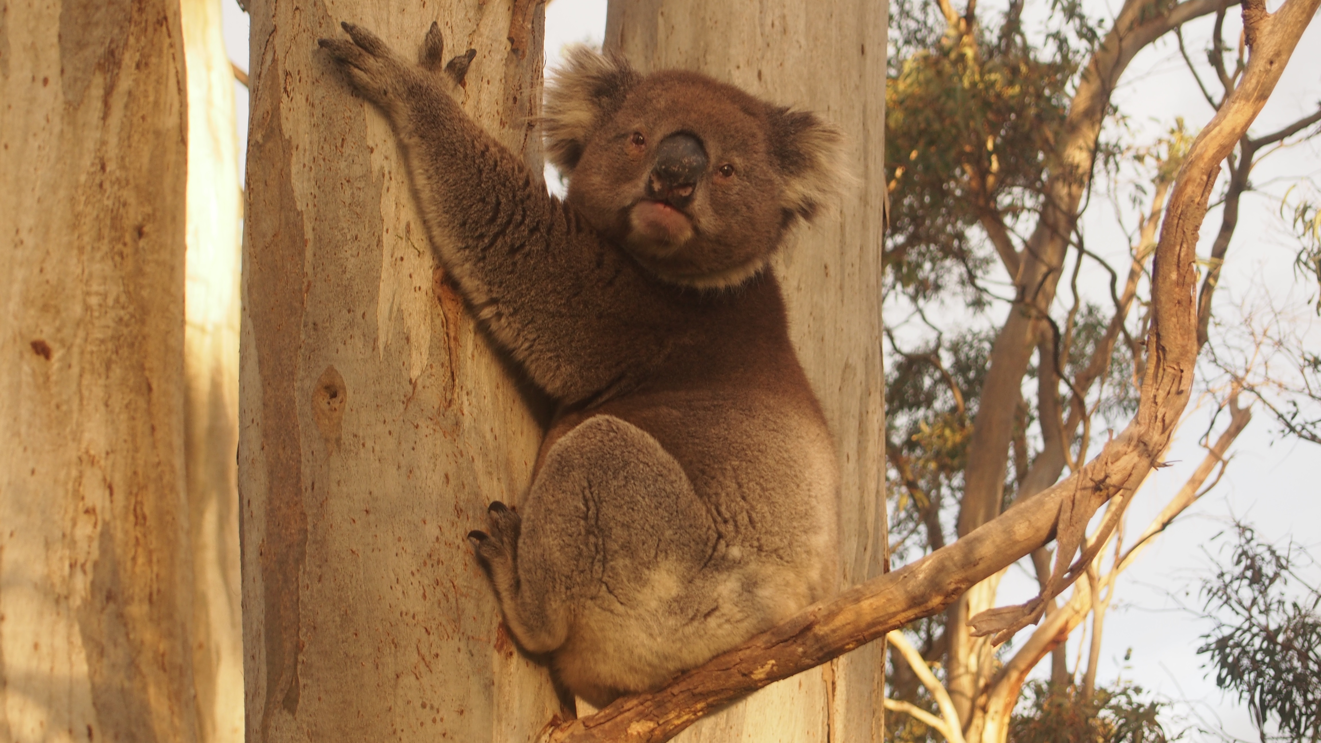 Koalas South Australia Australia Oceania Animals Marsupial 4608x2592