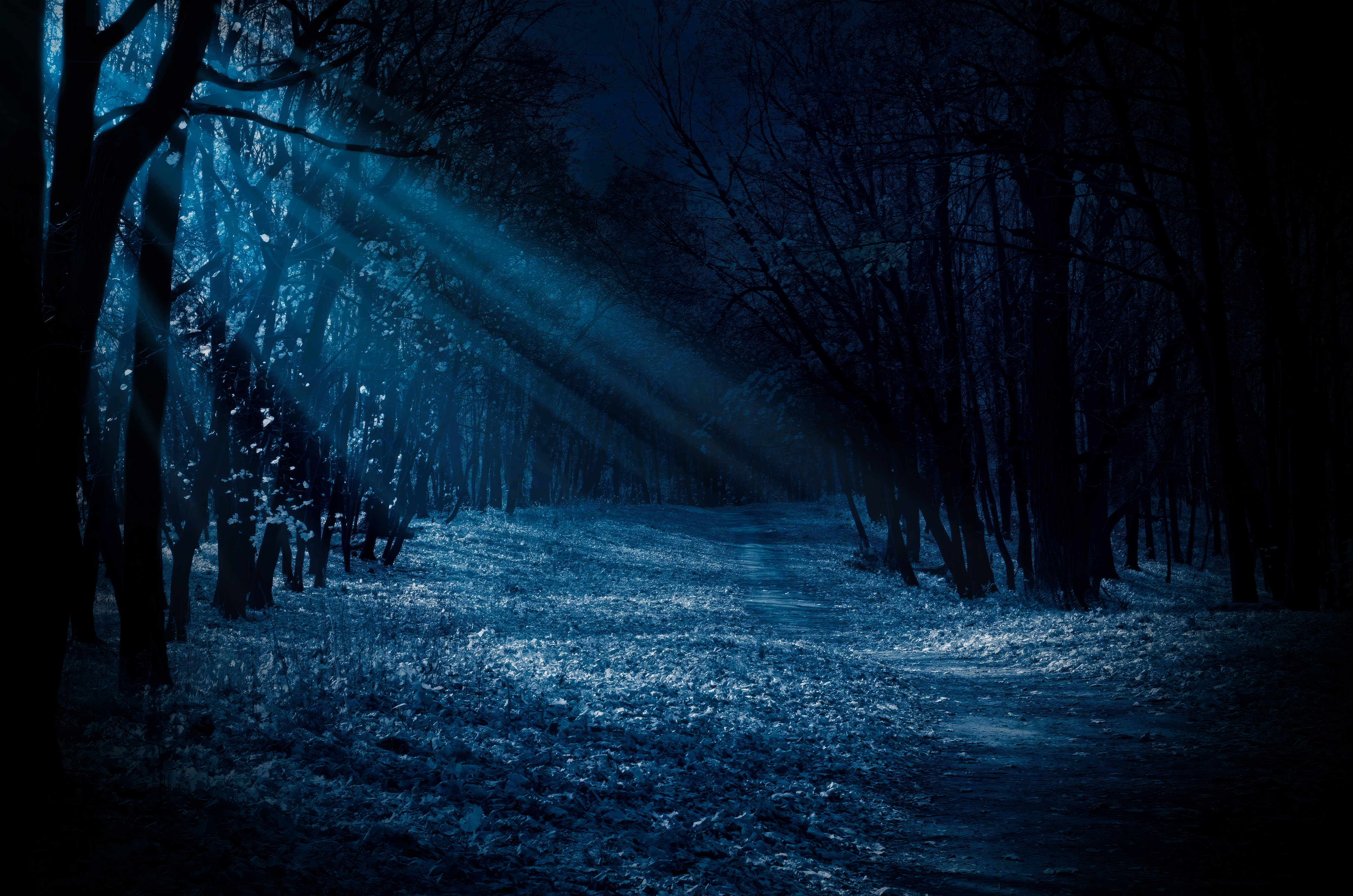 Blue Dark Forest Shining Moonlight Night 5000x3312