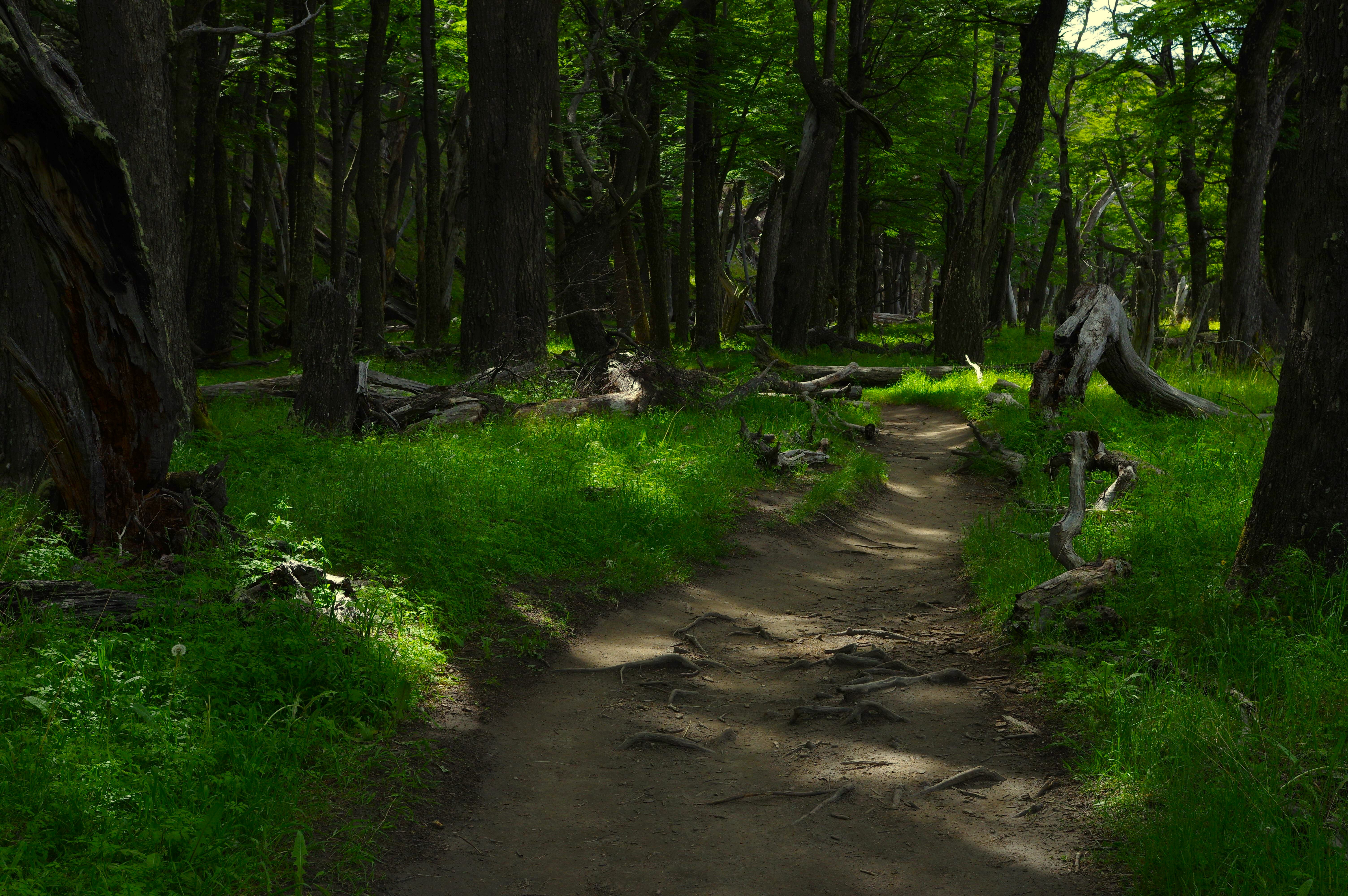 Nature Trees Branch Grass Plants Forest Dirt Road Wood Patagonia 6016x4000