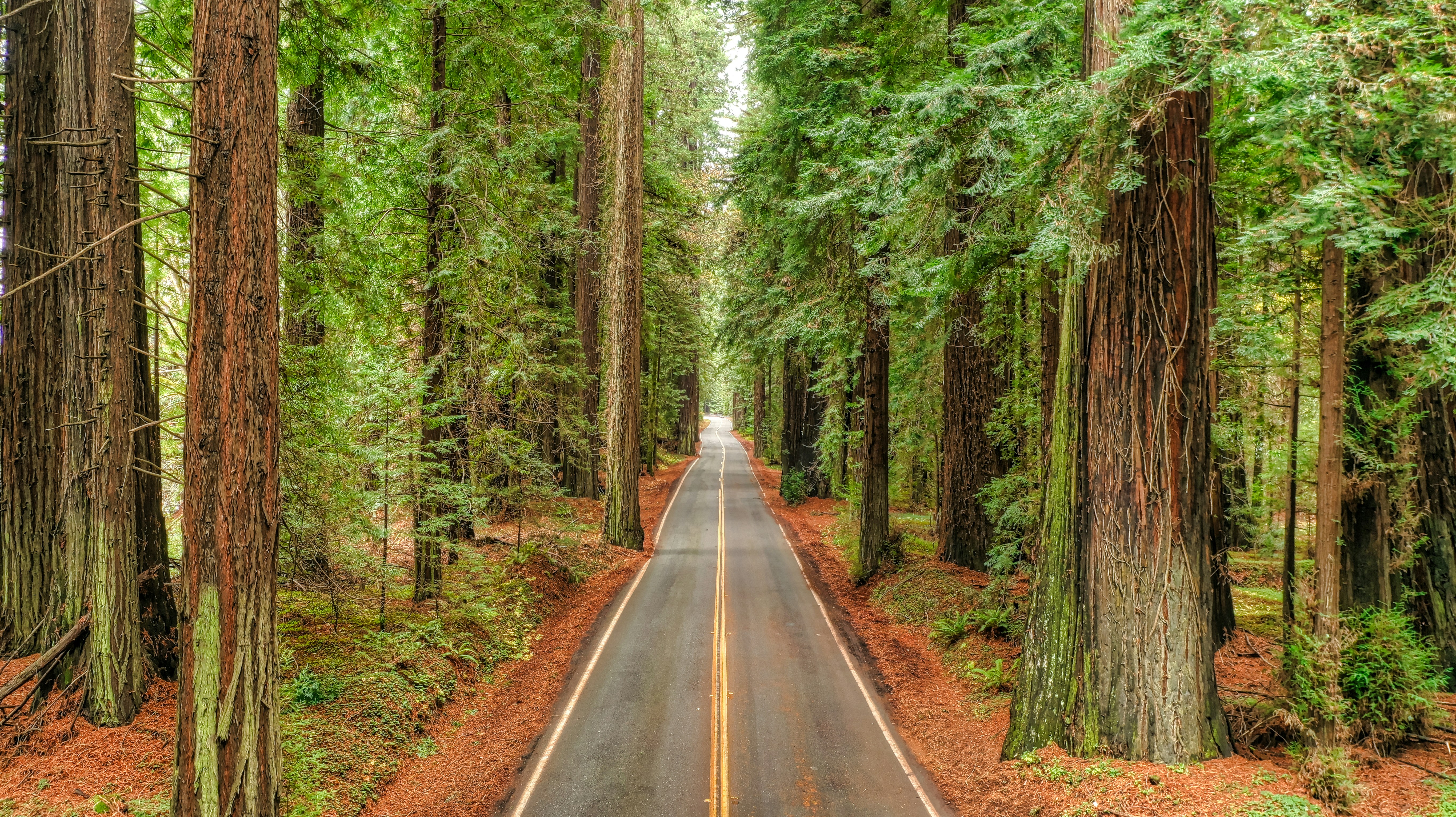 Nature Trees Road Asphalt Grass Plants Fallen Leaves Forest Redwood The Avenue Of The Giants Califor 5460x3064
