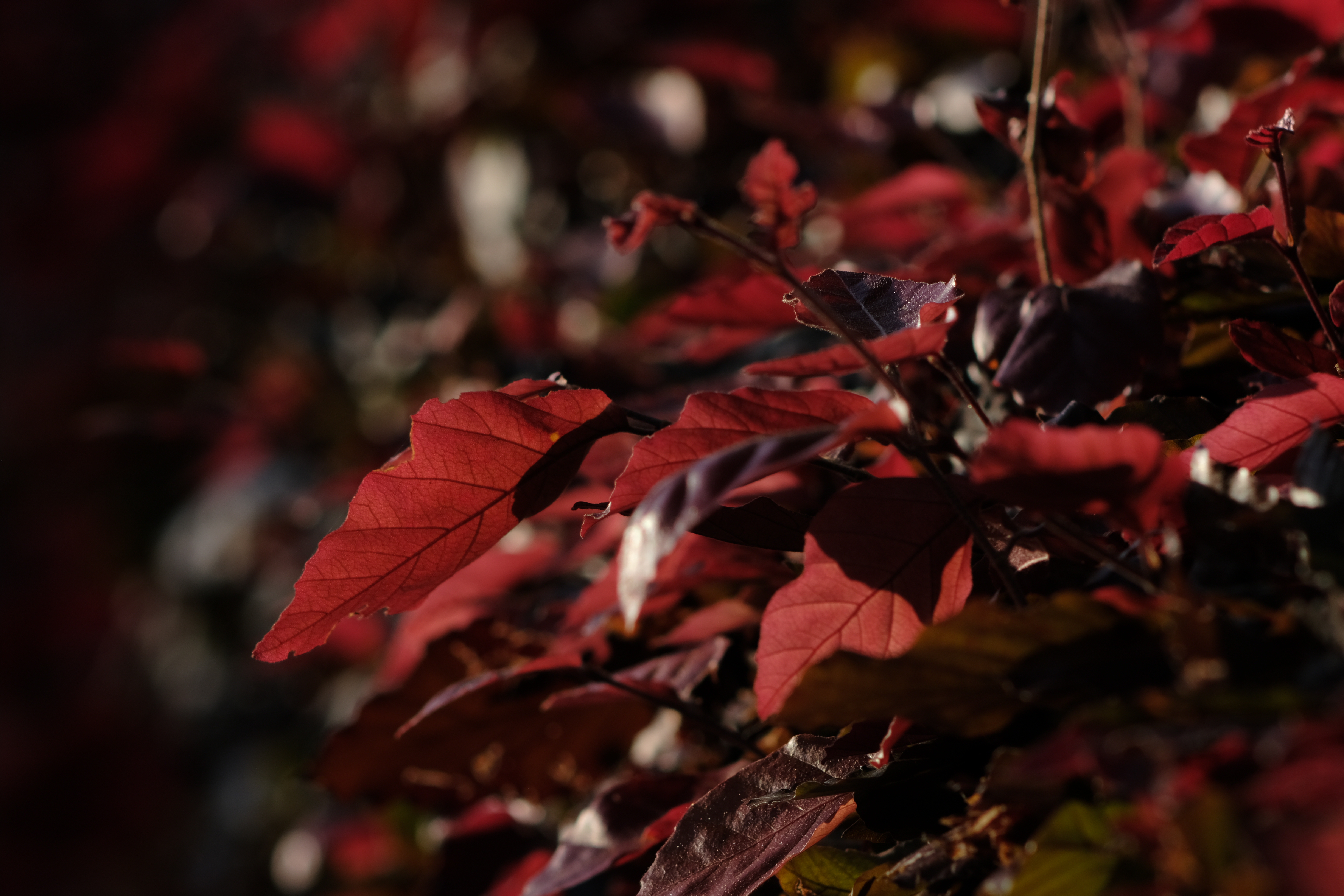 Nature Red Leaves Hedges Contrast Depth Of Field Photography 6240x4160