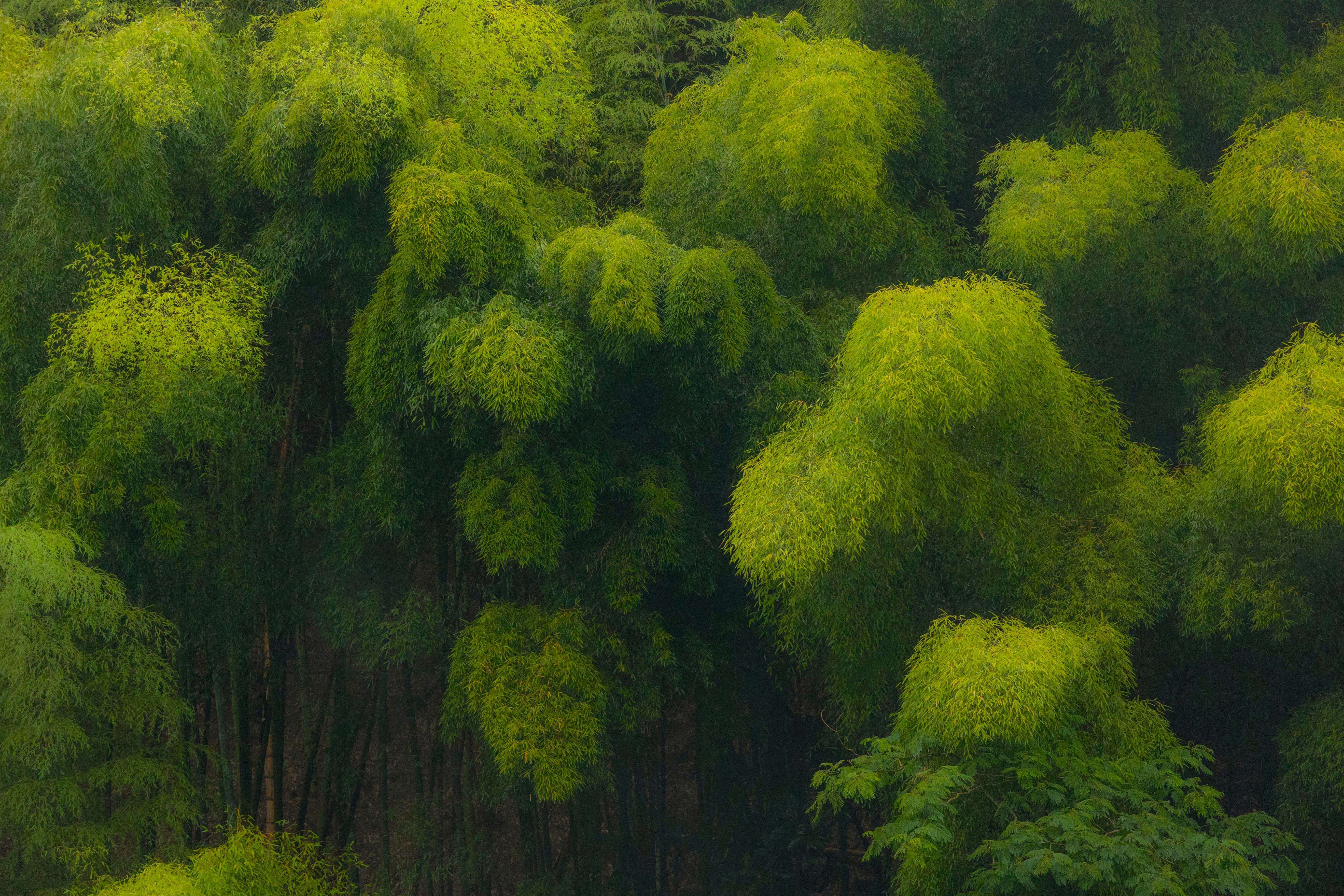 Nature Trees Bamboo Plants Monsoon Green Japan Seiji Enokido Leaves 5472x3648