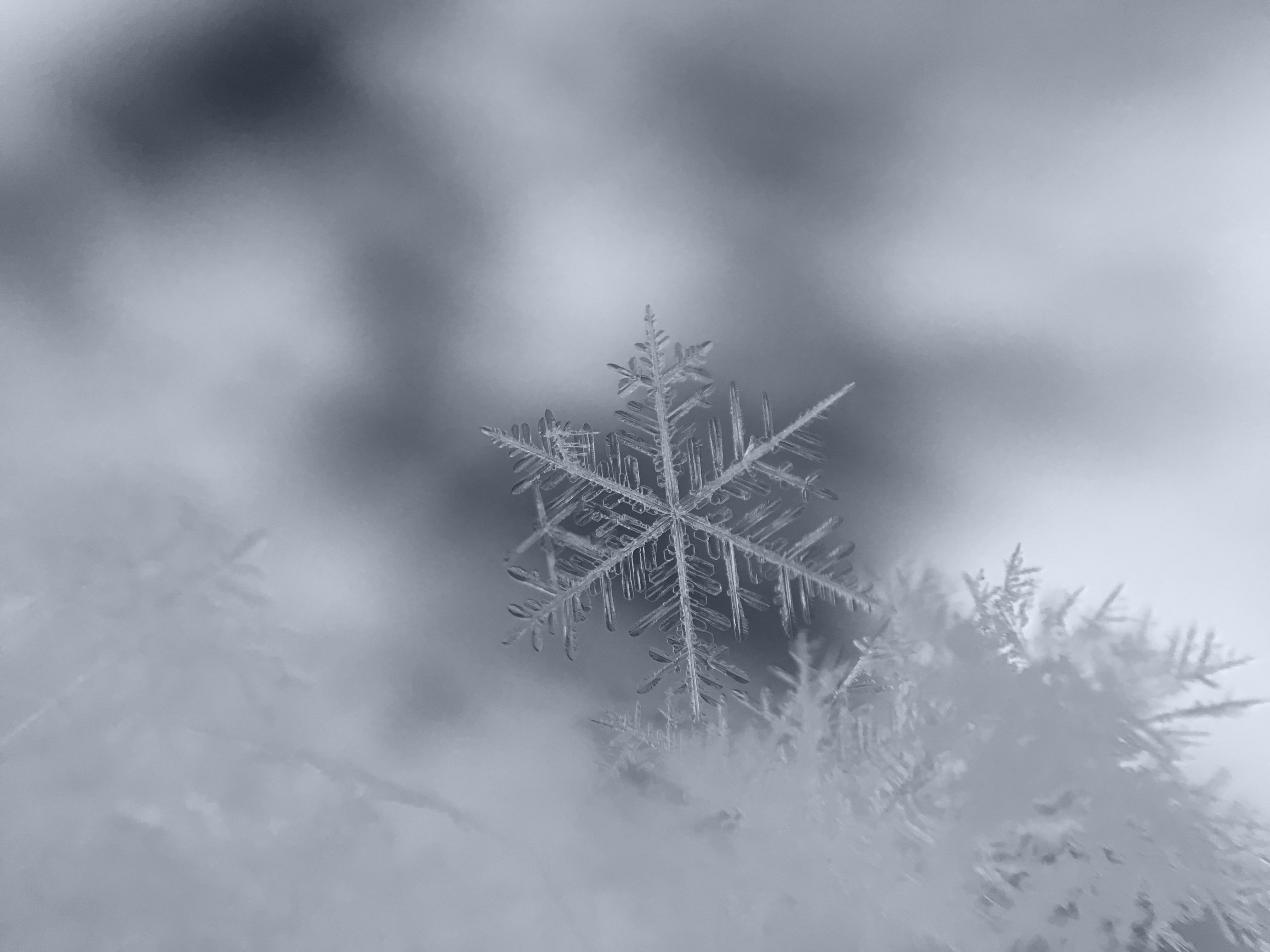 Snowflakes Snow Winter Crystal Ice Nature Macro Microscopic 4032x3024