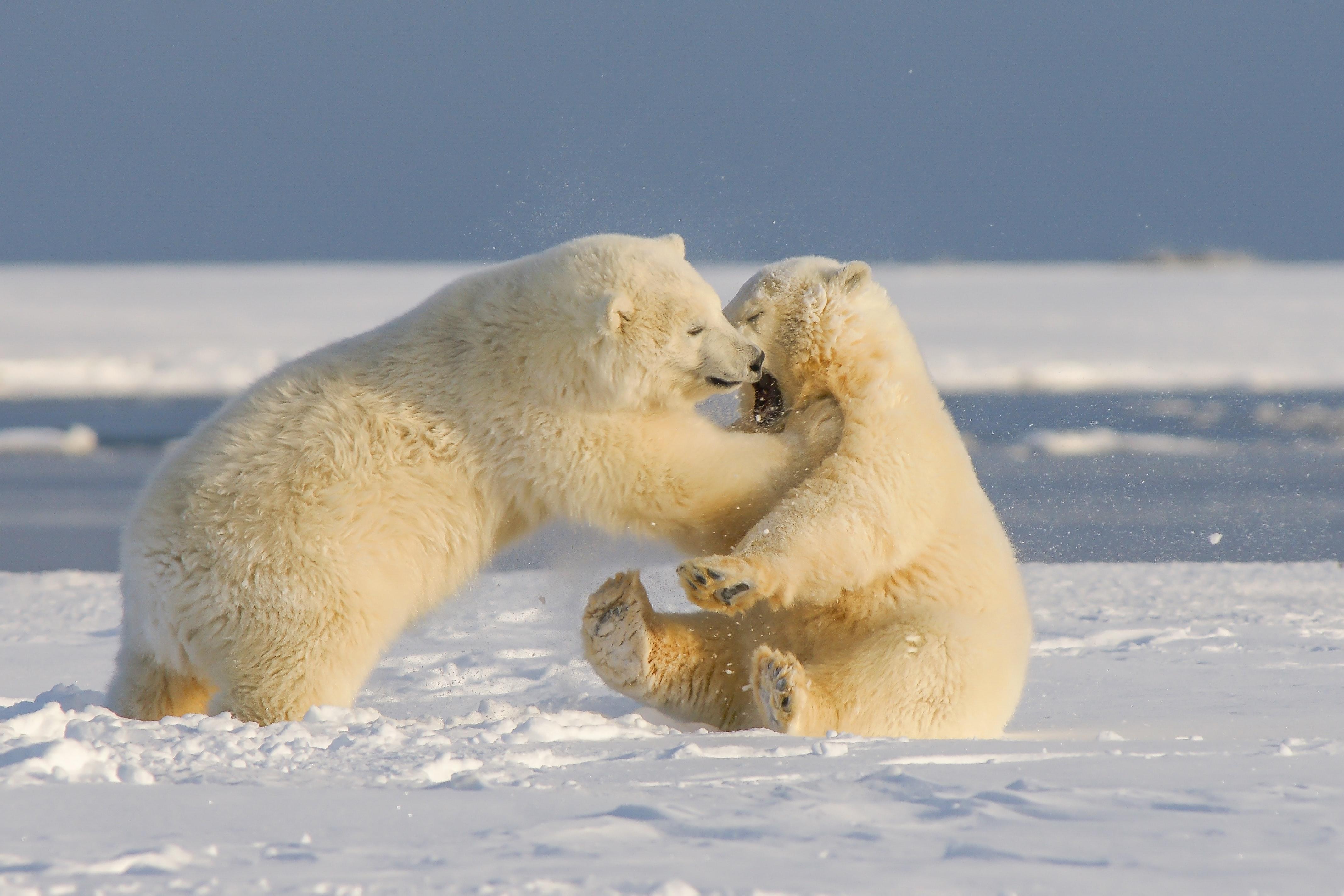 White Polar Bears Siblings 4272x2848