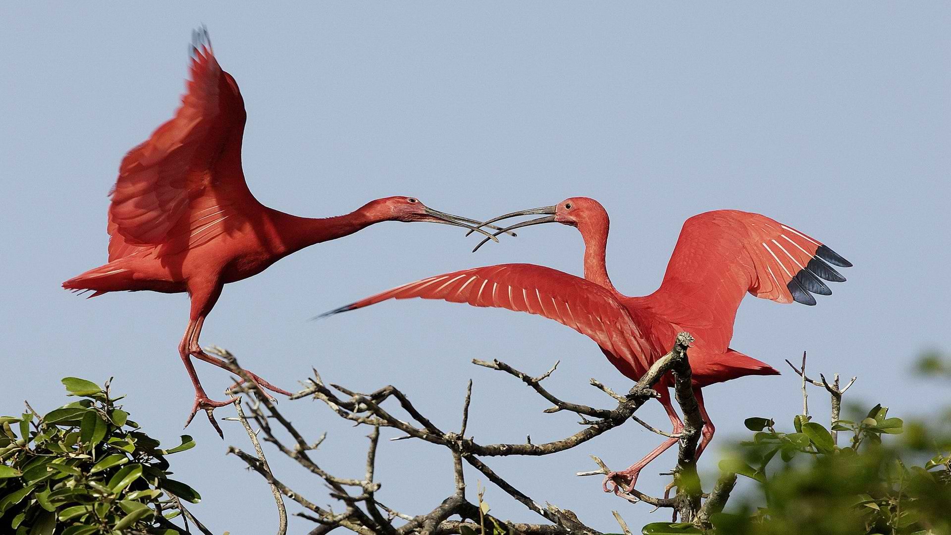 Birds Ibis Nature Trees Animals 1920x1080