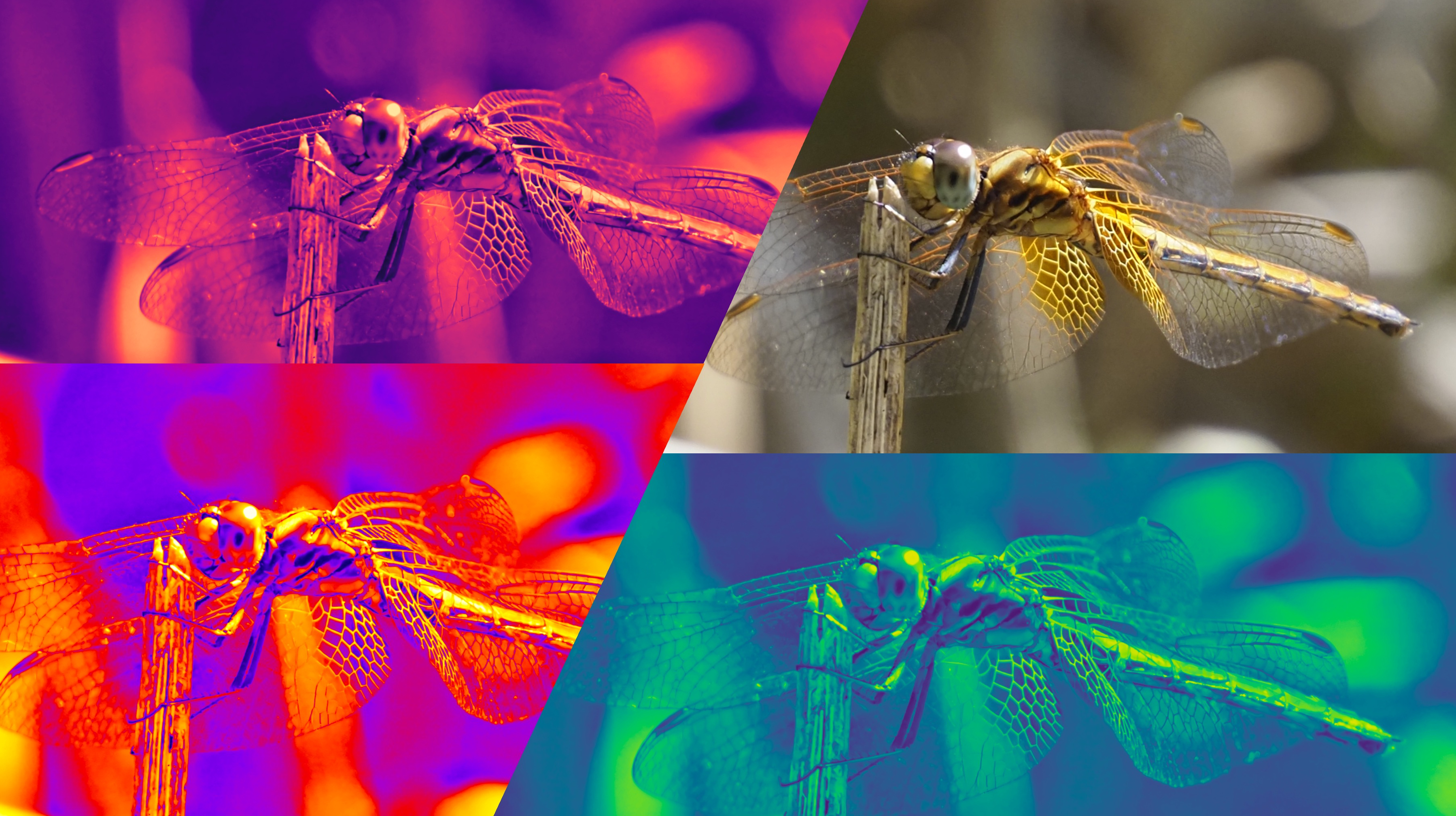 Dragonflies Nature Photography Color Burst 3598x2016