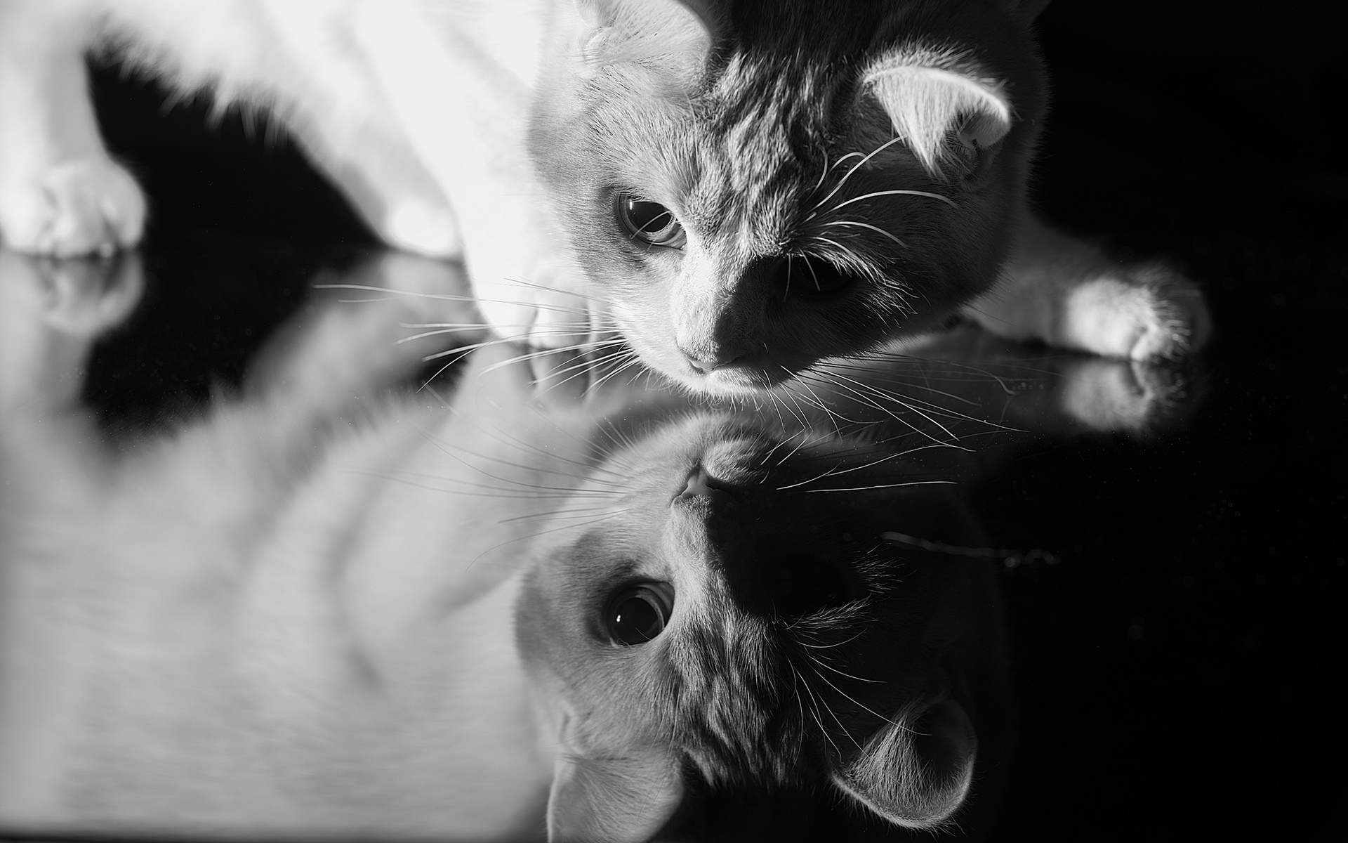 Animals Cats Feline Mammals Monochrome Reflection 1920x1200
