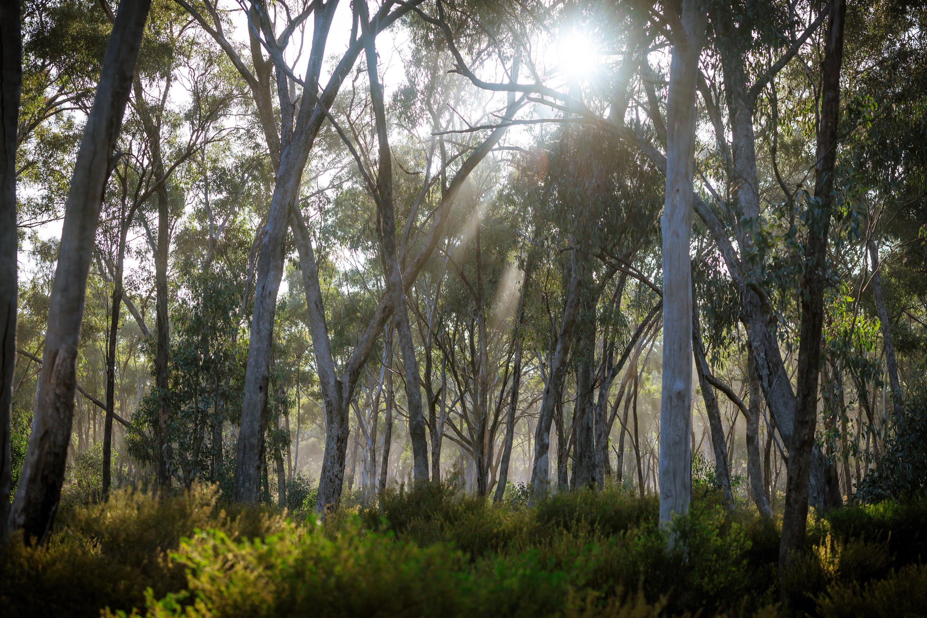Australia Nature Trees Forest Shrubs Glare Sunlight Jungle 3120x2080