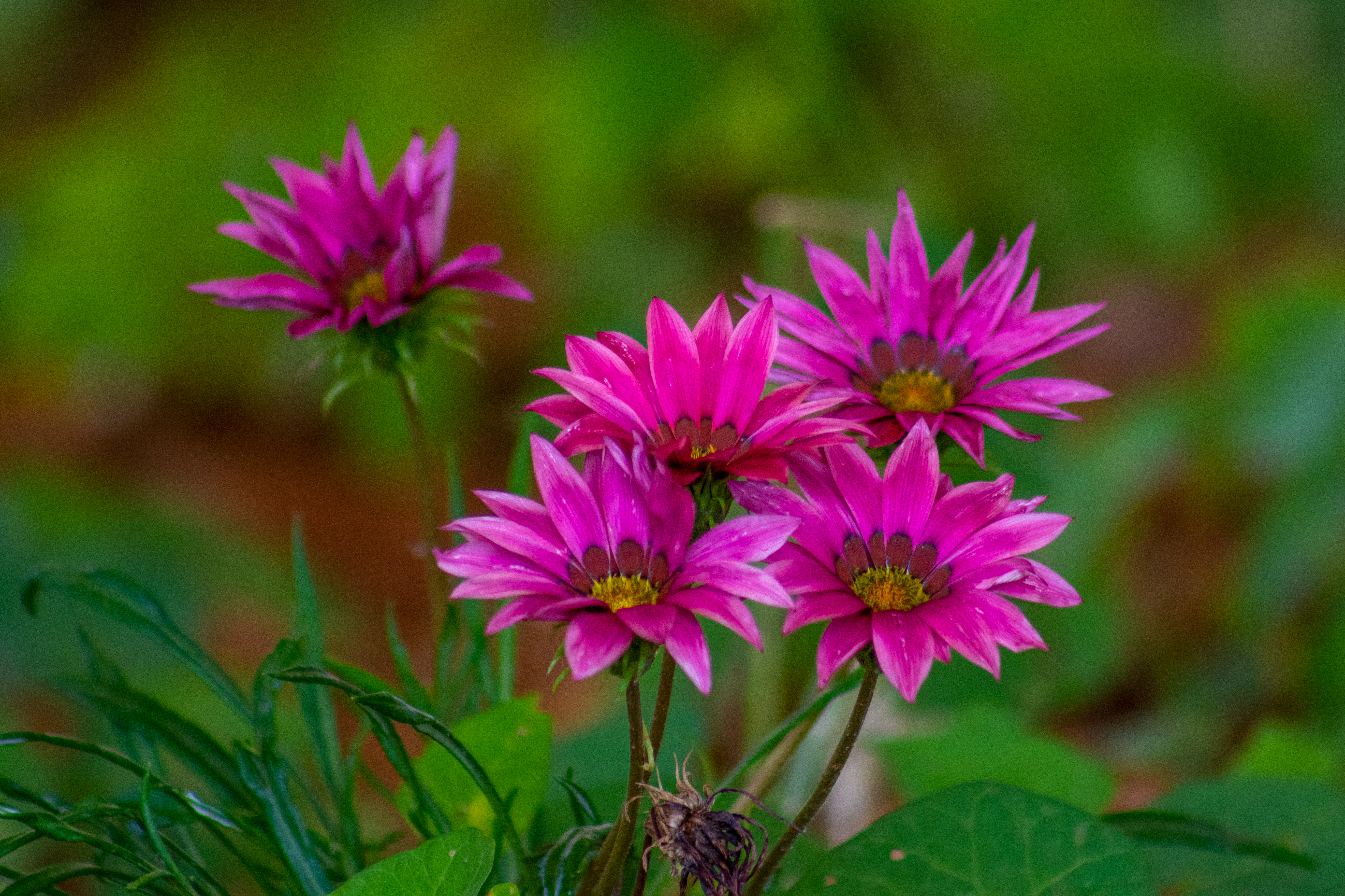 Flowers Nature Depth Of Field Macro Colorful 5472x3648