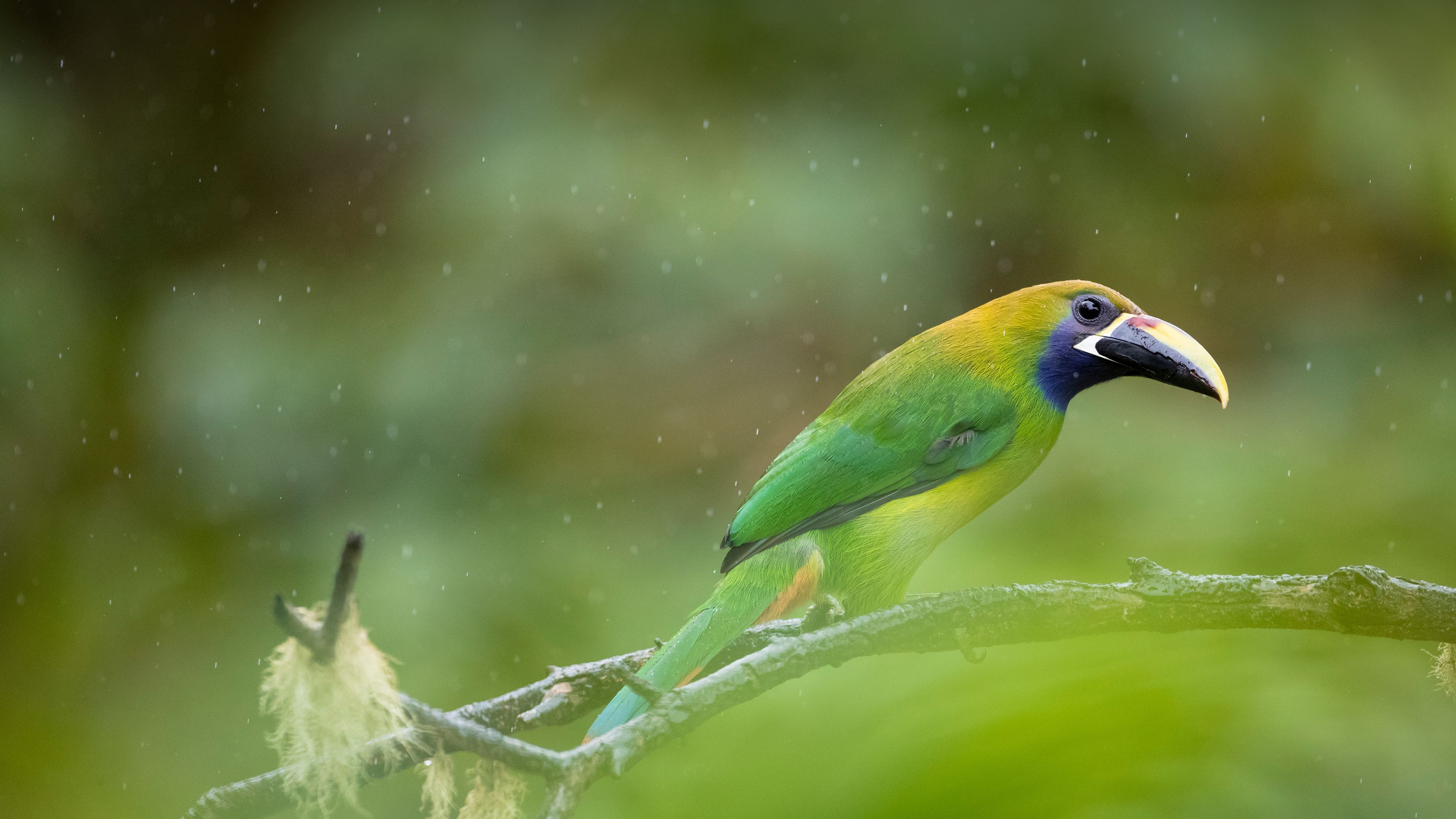 Parrot Photography Nature Birds Animals Branch Beak 3840x2160