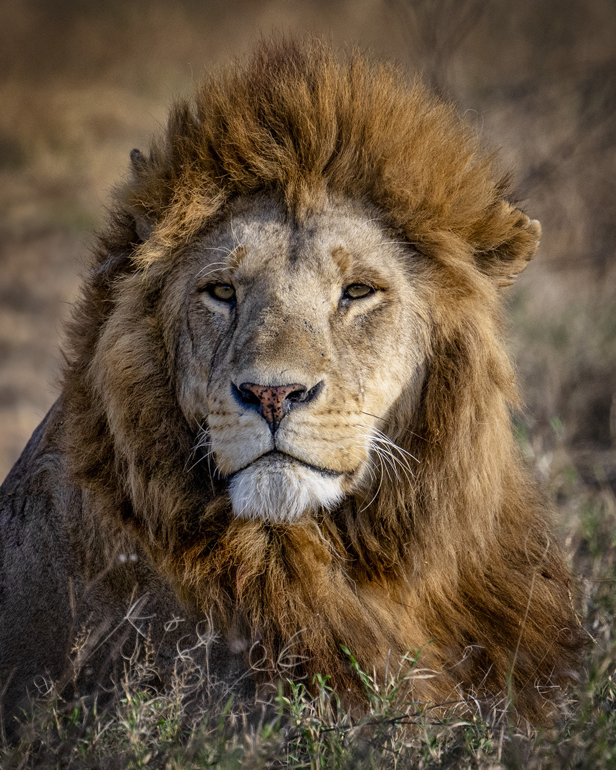 Ernst Fritzemeier Animals Lion Portrait Manes Nature 1200x1500