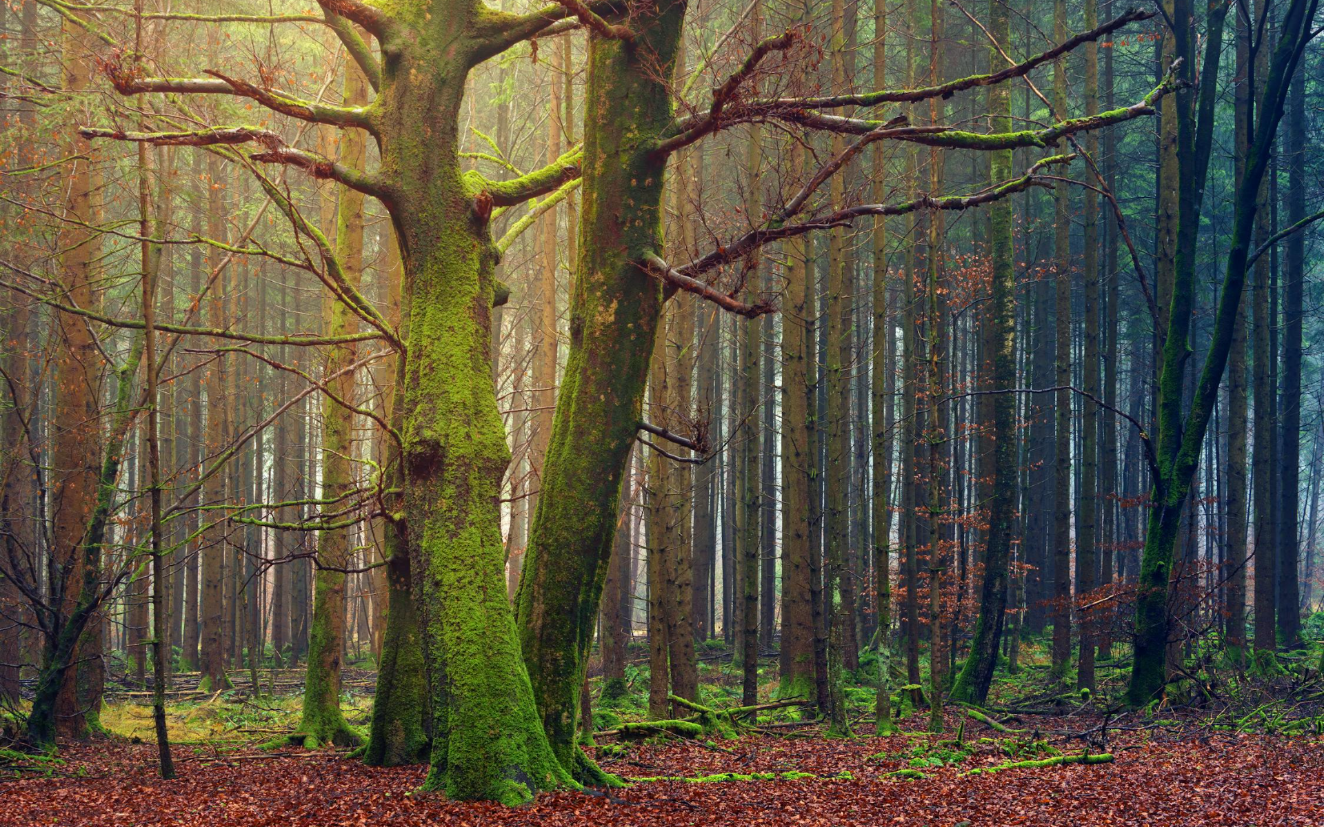 Nature Trees Leaves Fall Moss Forest Branch Wood 1920x1200