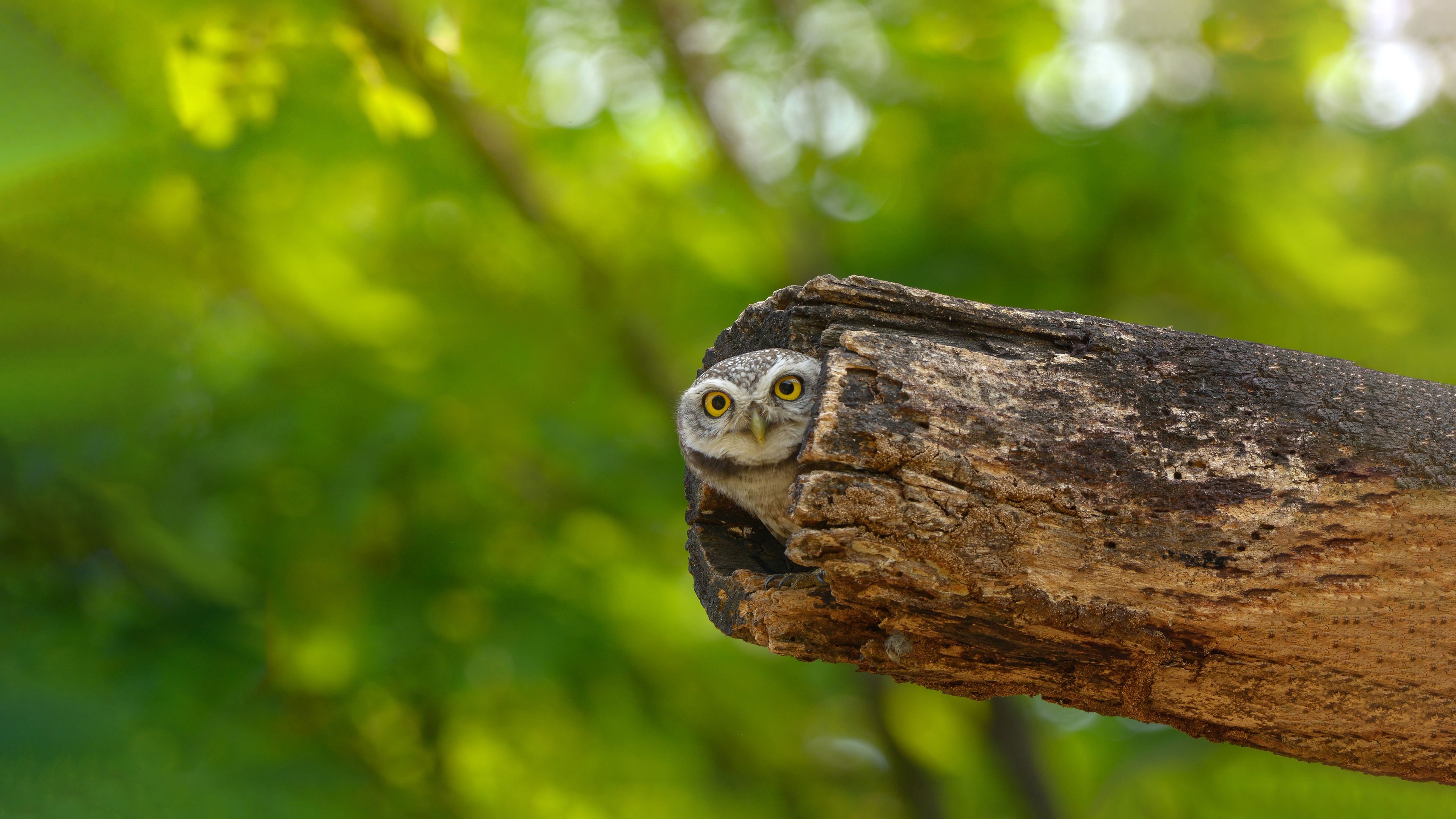 Owl Tree Stump Forest Nature Wood 3840x2160