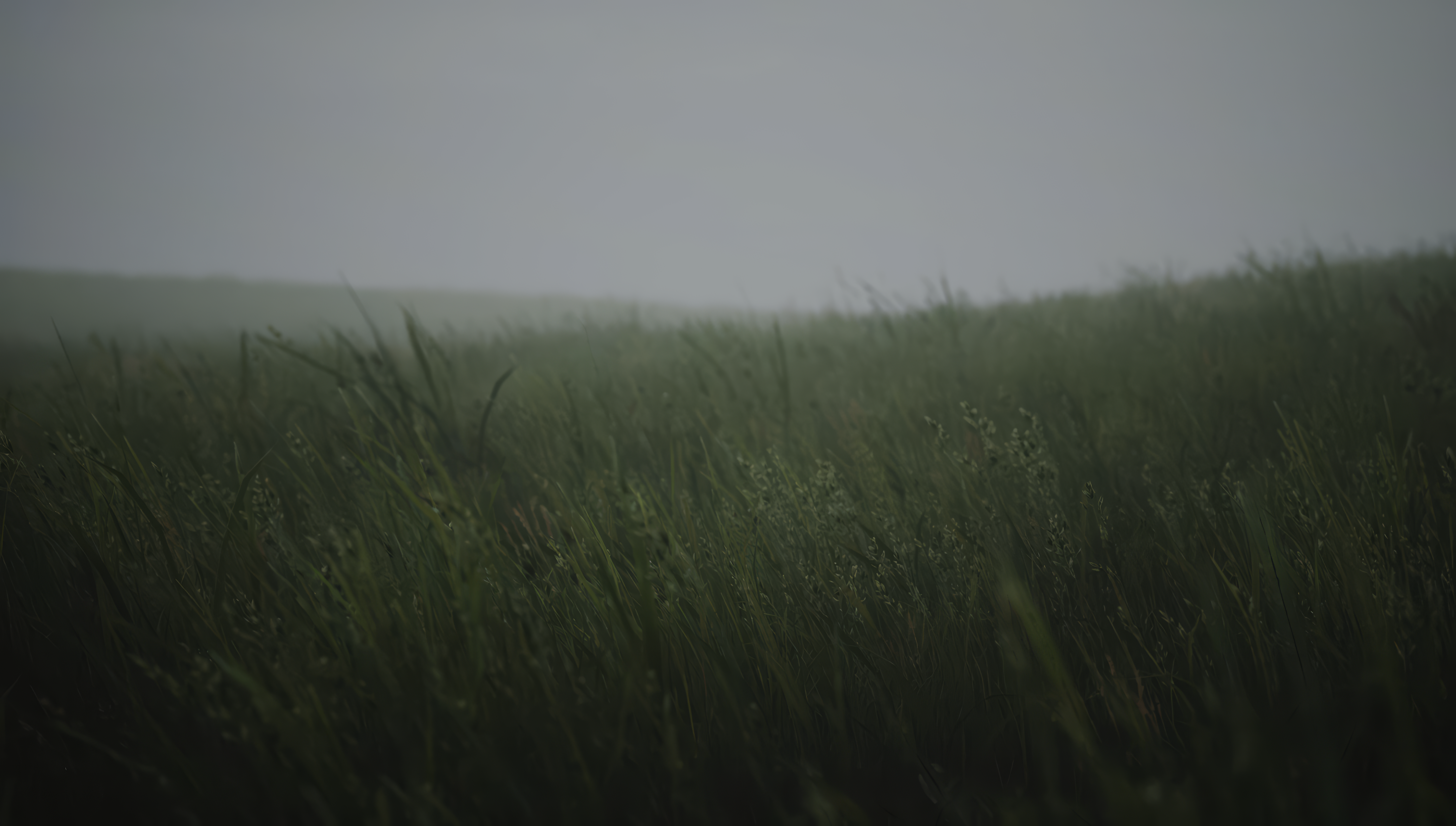 Grass Plants Field Nature Overcast Outdoors 4592x2606