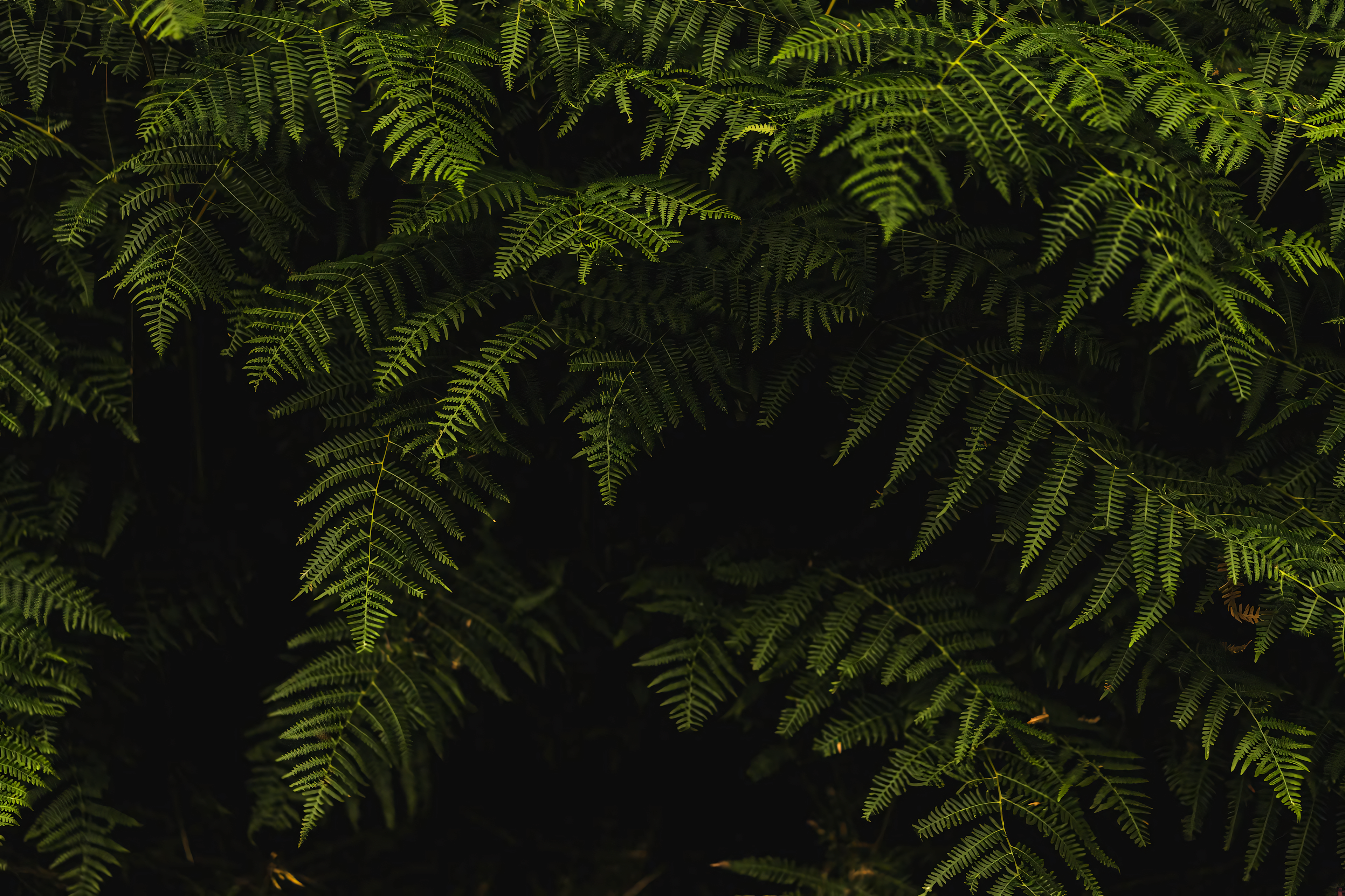 Leaves Plants Nature Green Shadow 3840x2560