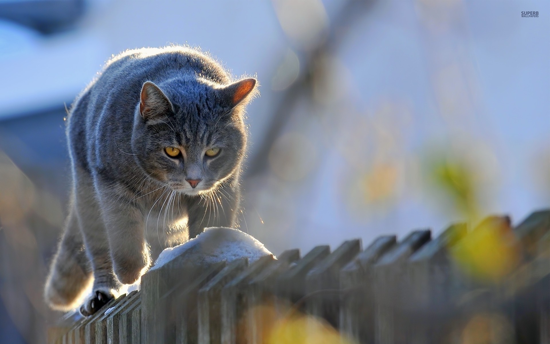 Animals Cats Feline Mammals Fence Outdoors 1920x1200
