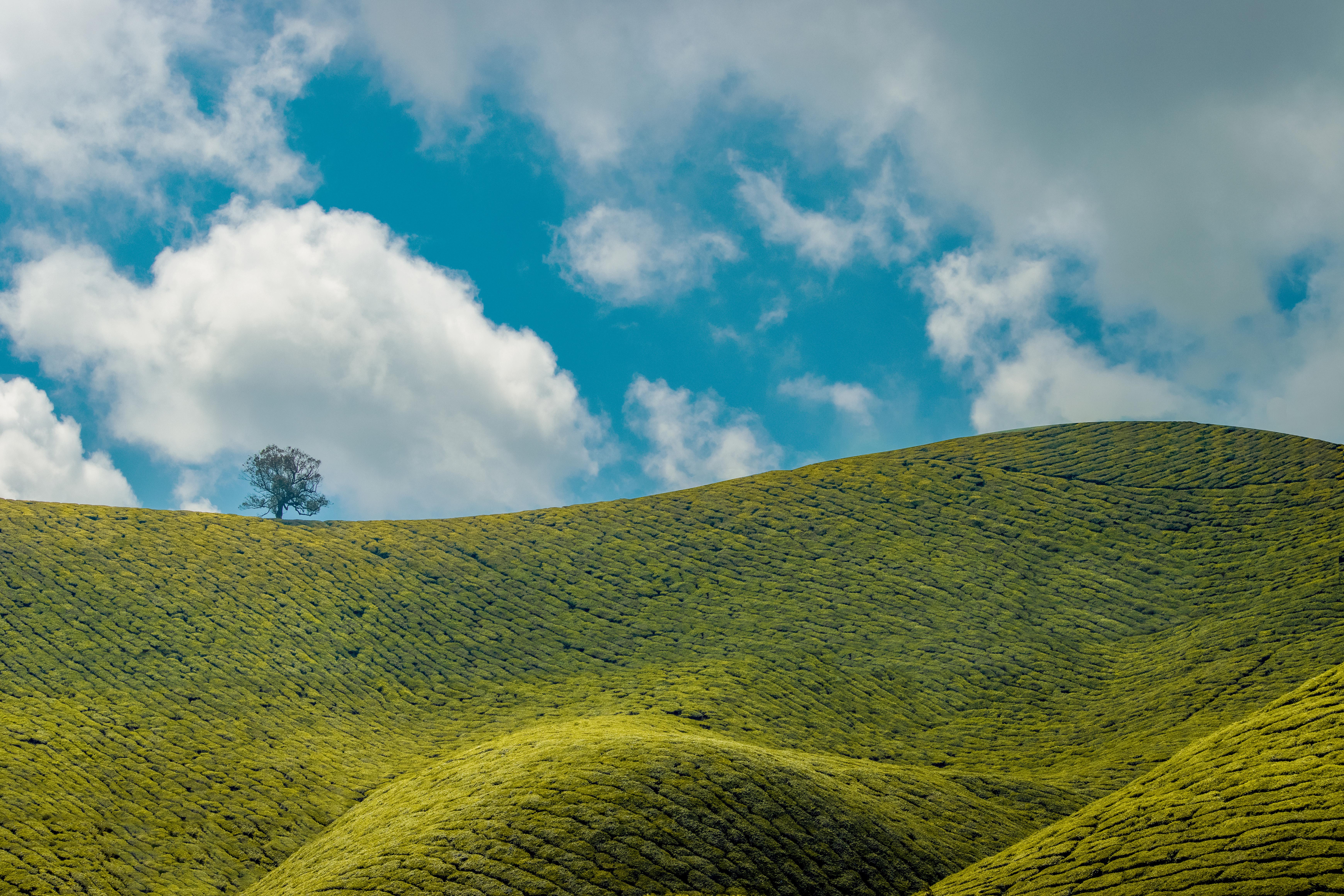 Hills Nature Munnar Landscape India Asia Clouds Tea Plant Plantation 6960x4640