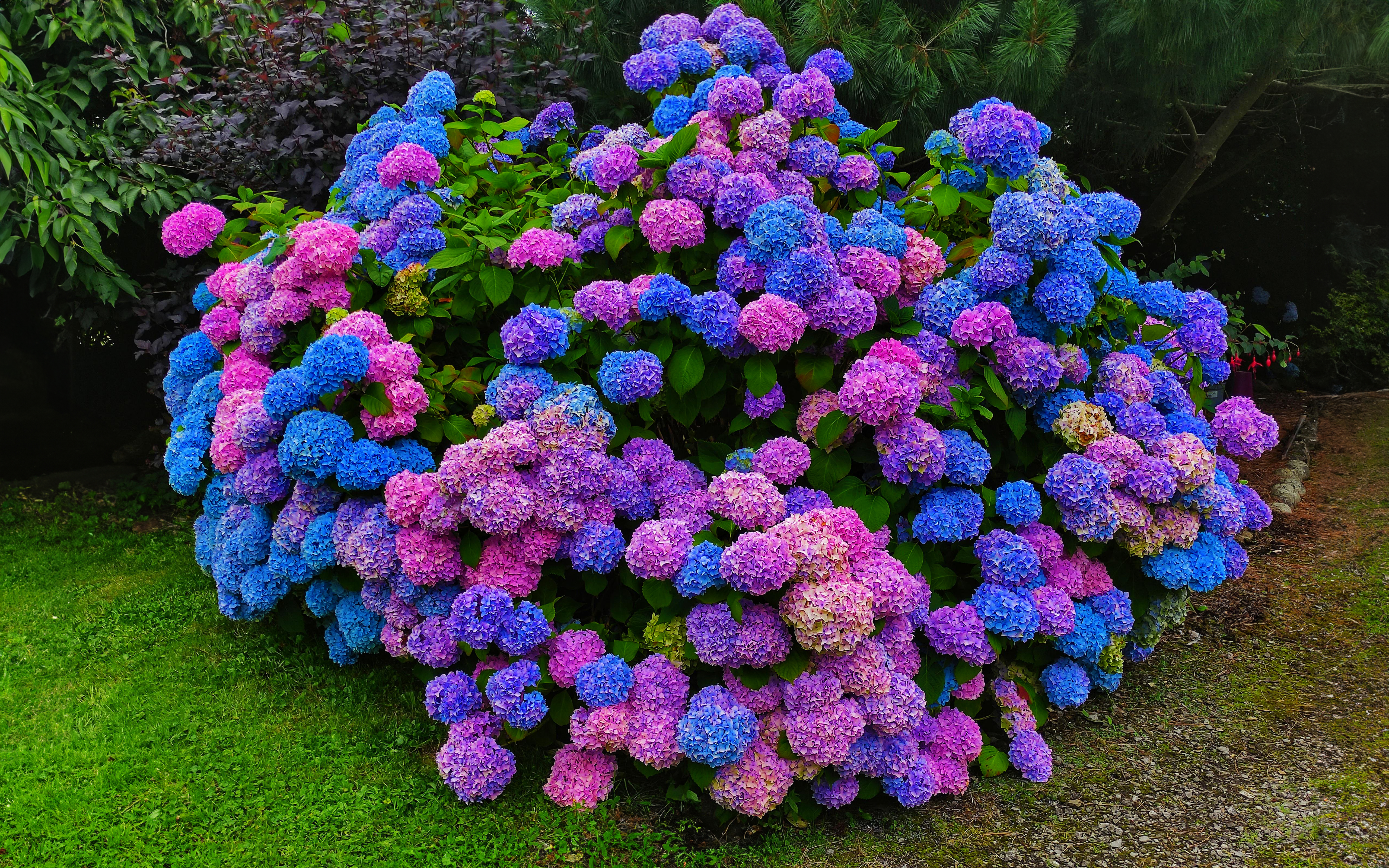 Hydrangea Flowers Colorful 5120x3200